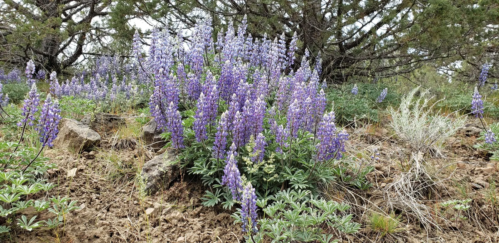 Meadow Lupine (Lupinus Polyphyllus) — and benefits from regular watering