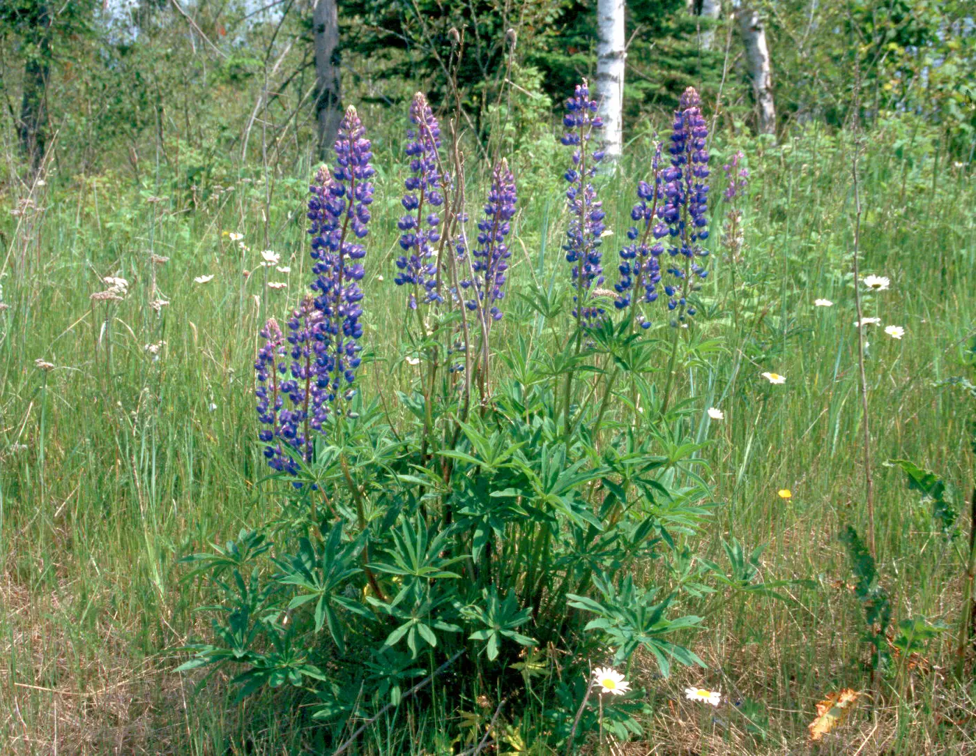 Meadow Lupine (Lupinus Polyphyllus) — Thriving in USDA zones 3-9, it reaches 3-4 feet high and 18-24 inches wide; this plant does require adequate, image 59