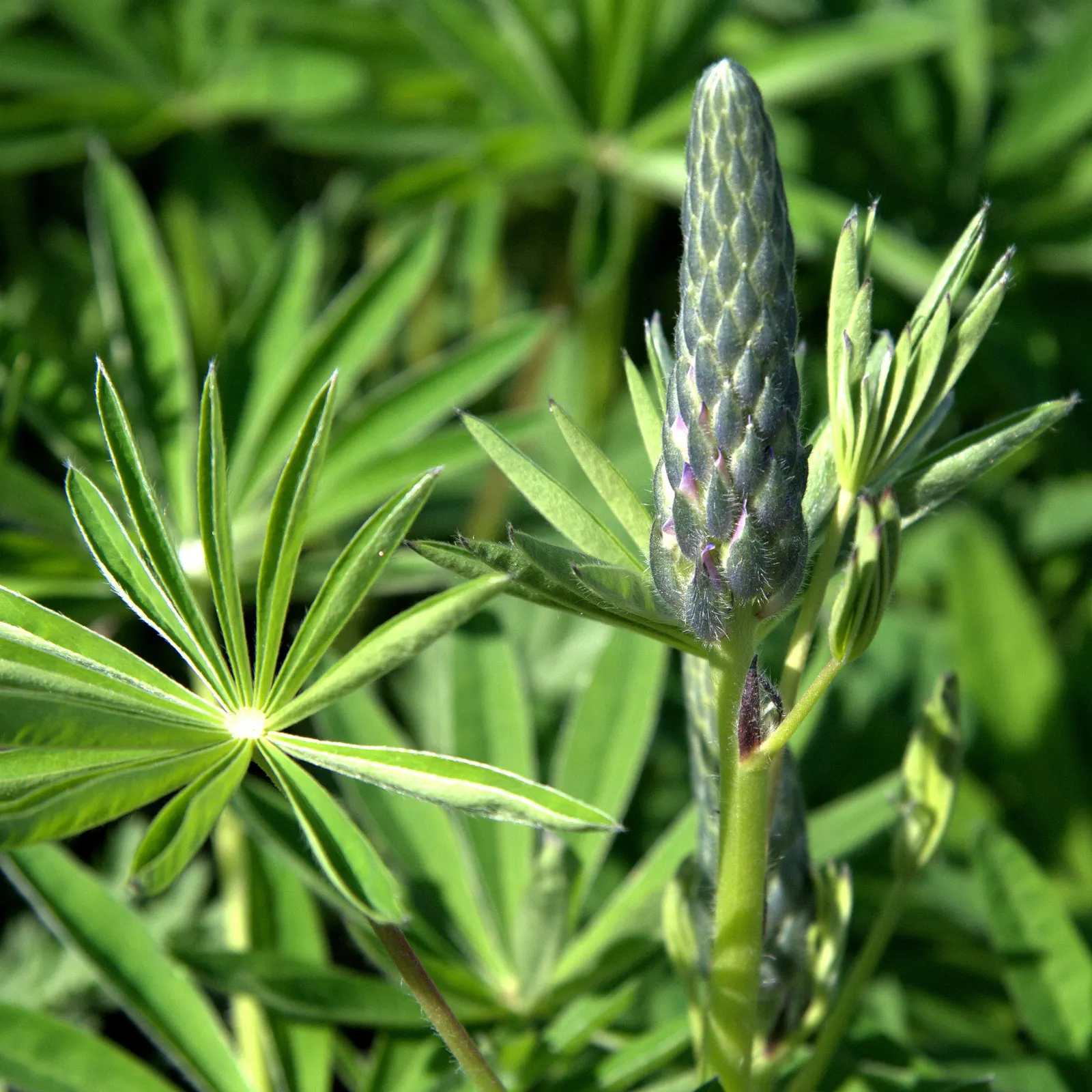 Meadow Lupine (Lupinus Polyphyllus) — preferring slightly acidic to neutral pH levels; this sun-loving legume prefers well-drained soil, enhances nitrogen