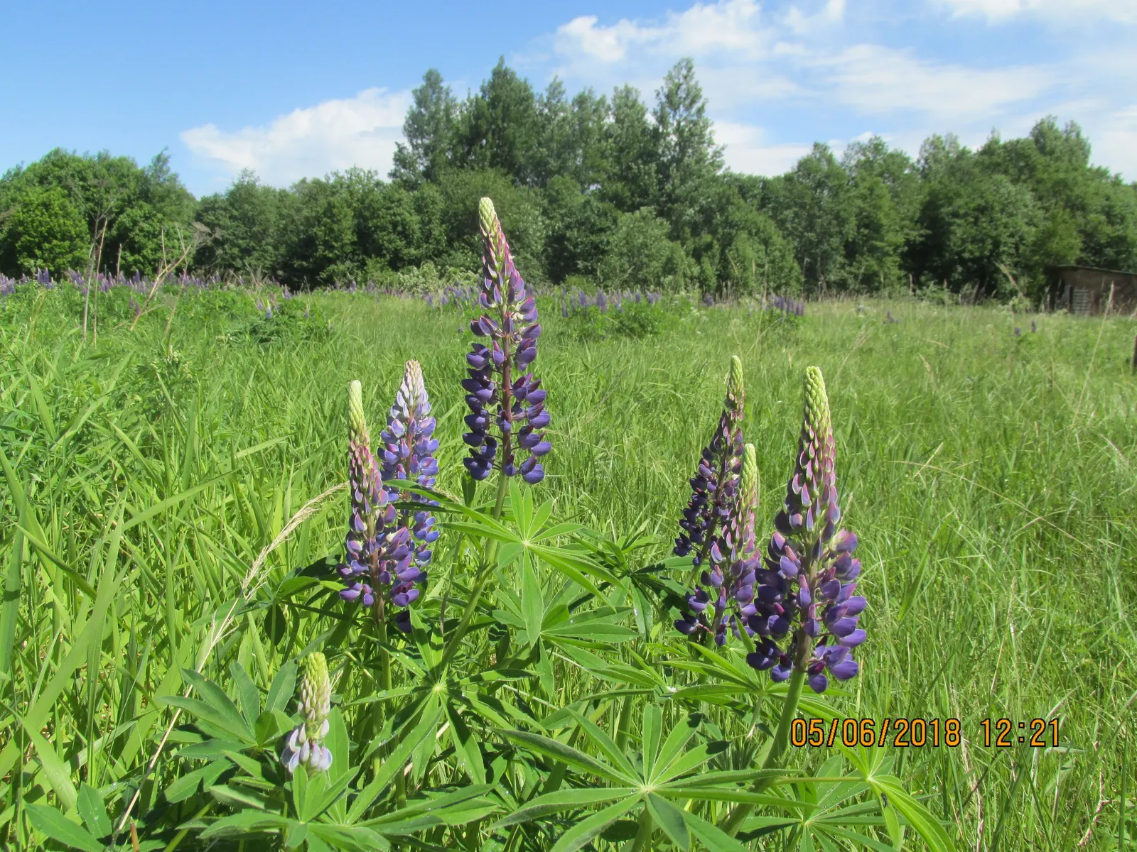 Meadow Lupine (Lupinus Polyphyllus) — showcasing tall spires of blue to purple blossoms