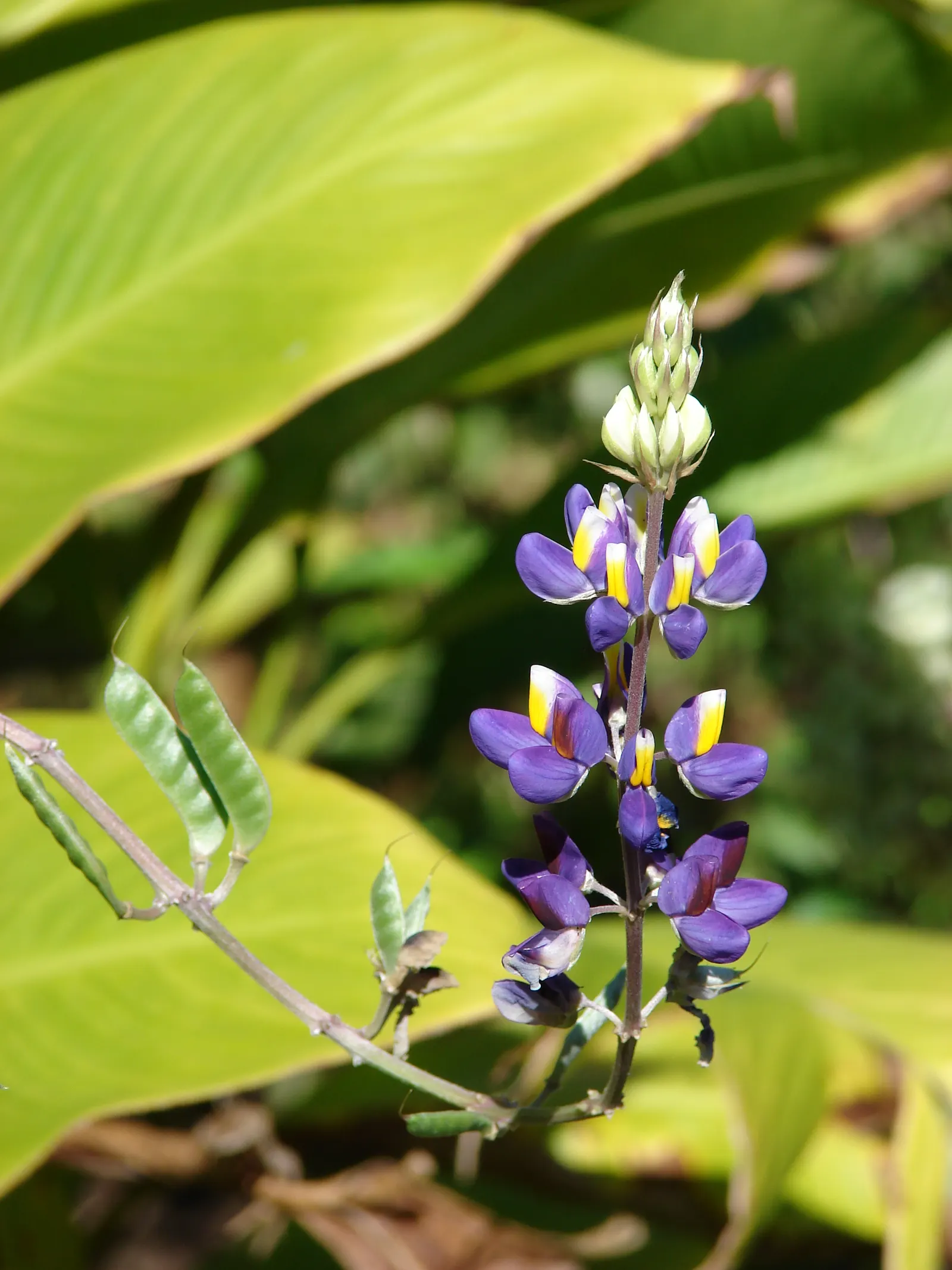 Meadow Lupine (Lupinus Polyphyllus) — annual with blue and lavender and pink and purple blooms; this plant does require adequate space to flourish, image 139