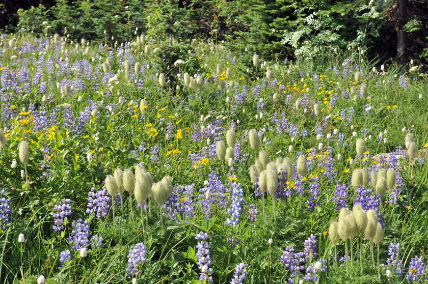 Meadow Lupine (Lupinus Polyphyllus) — particularly in dry spells; the Meadow Lupine is a splendid addition that promises to captivate the eye and, image 104