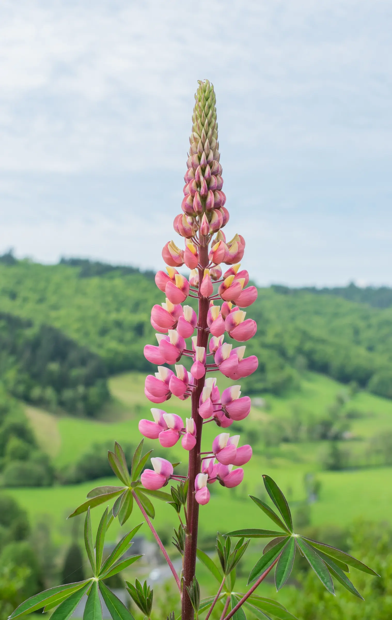 Meadow Lupine (Lupinus Polyphyllus) — preferring slightly acidic to neutral pH levels; this sun-loving legume prefers well-drained soil, enhances, image 129