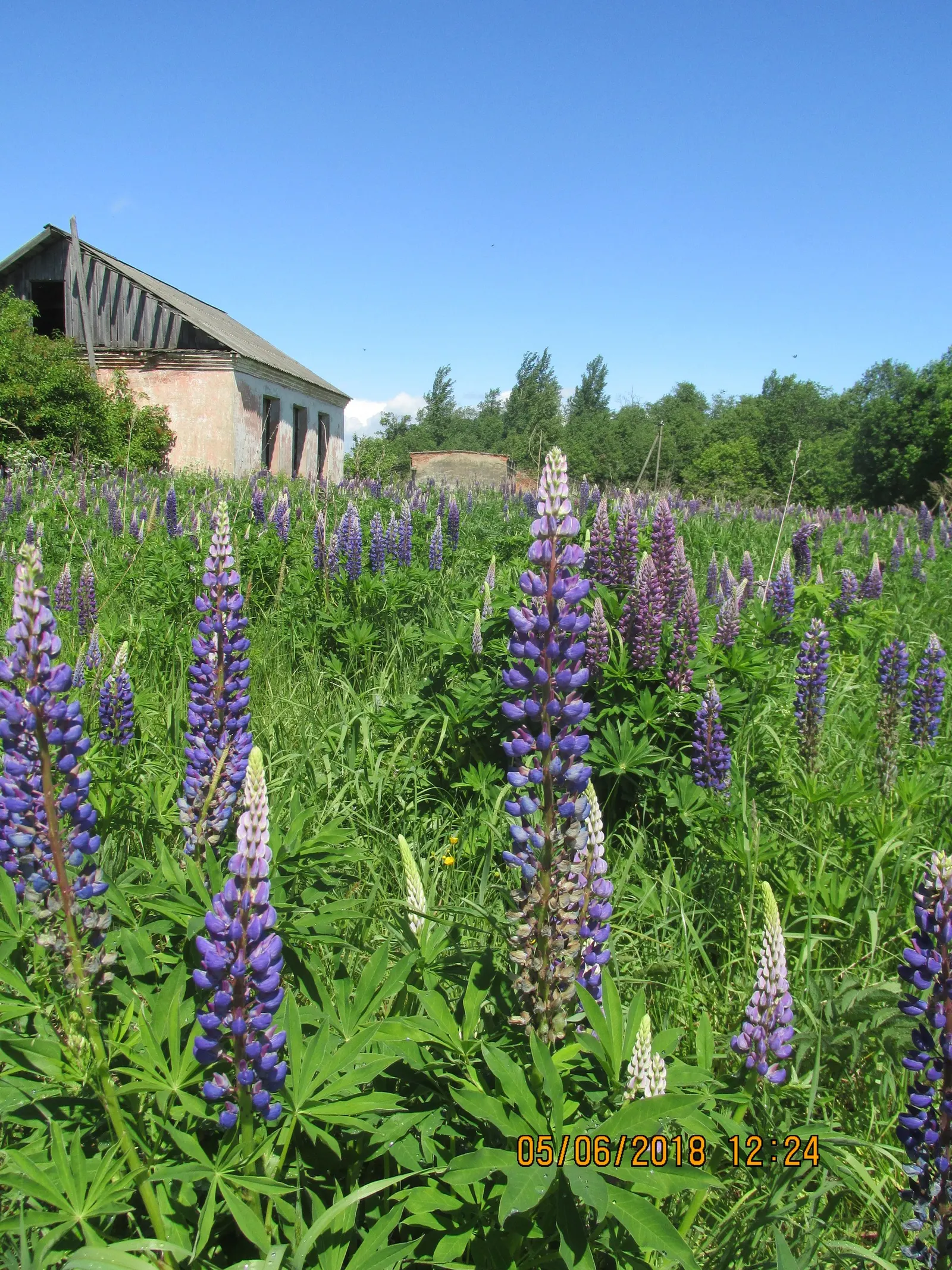 Meadow Lupine (Lupinus Polyphyllus) — This plant does require adequate space to flourish due to its bushy habit; with a spread of approximately 1, image 74
