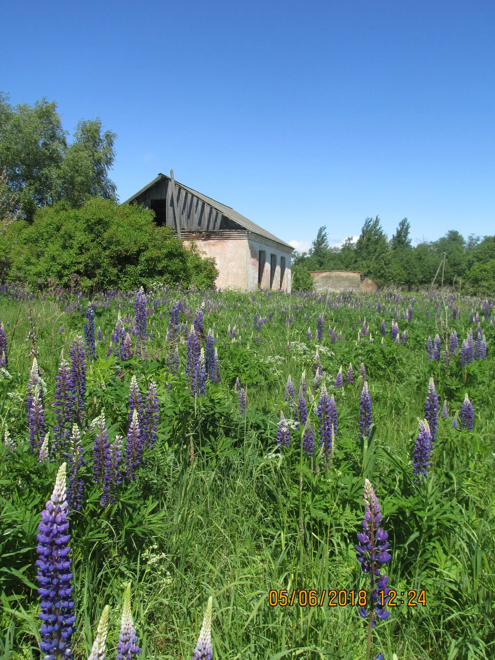 Meadow Lupine (Lupinus Polyphyllus) — Whether employed as a mass planting for a bold statement or dotted in clusters for moments of interest; the Meadow Lupine