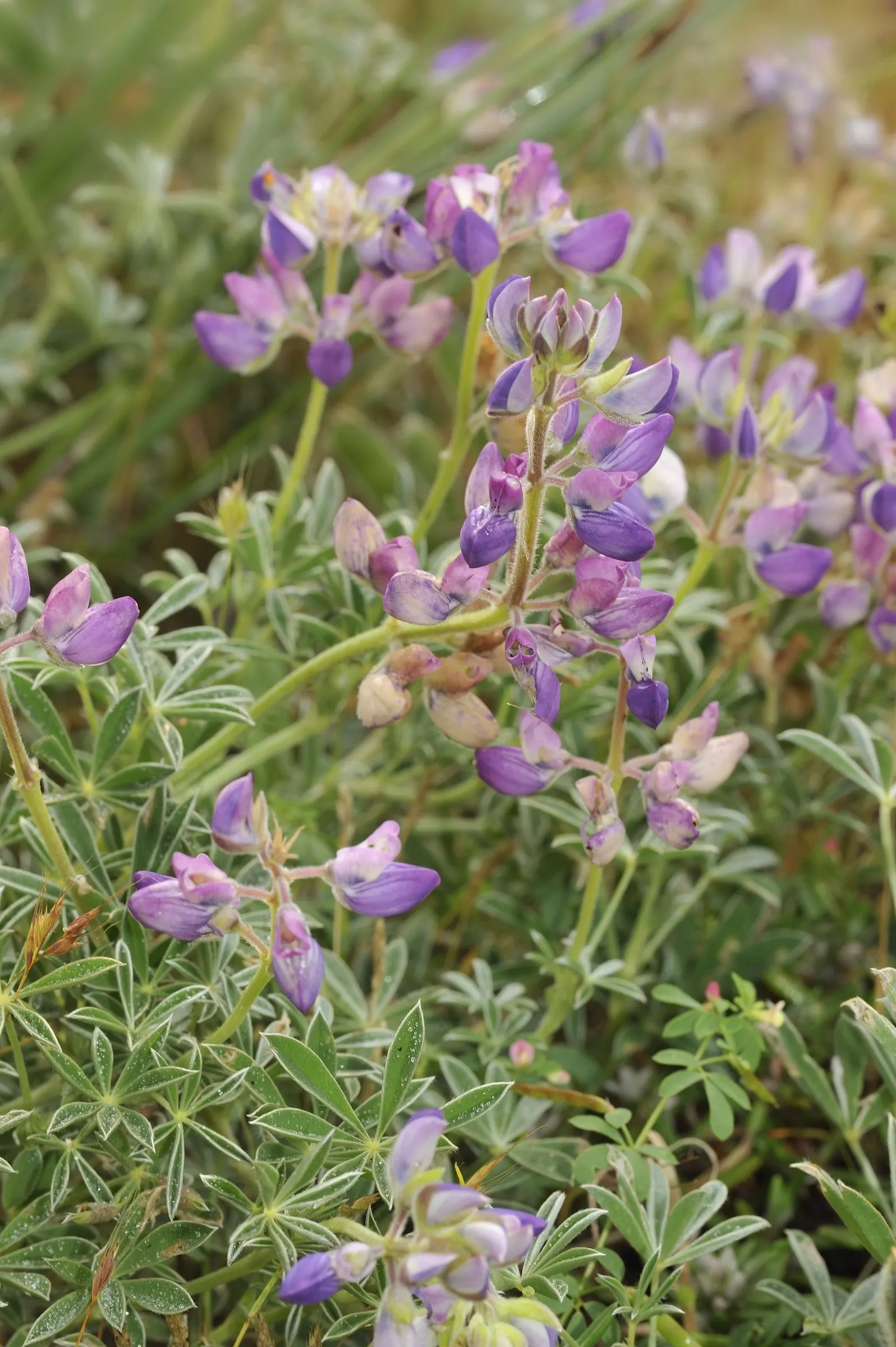 Meadow Lupine (Lupinus Polyphyllus) — Thriving in USDA zones 3-9, it reaches 3-4 feet high and 18-24 inches wide; this plant does require adequate, image 143
