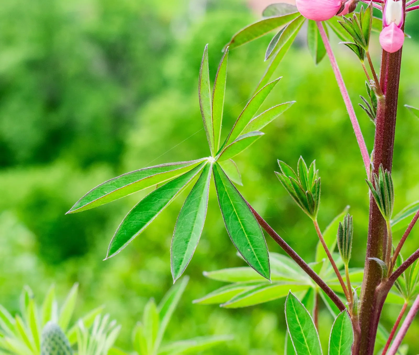 Meadow Lupine (Lupinus Polyphyllus) — Thriving in USDA zones 3-9, it reaches 3-4 feet high and 18-24 inches wide; this plant does require adequate, image 171