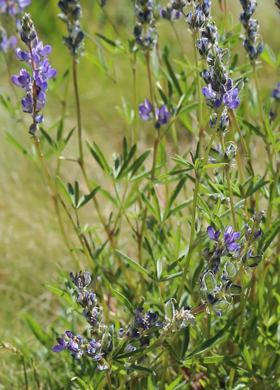 Meadow Lupine (Lupinus Polyphyllus) — showcasing tall spires of blue to purple blossoms; with a spread of approximately 1 to 2 feet, image 114