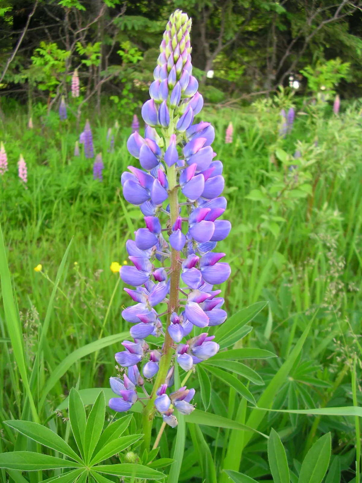 Meadow Lupine (Lupinus Polyphyllus) — This plant does require adequate space to flourish due to its bushy habit