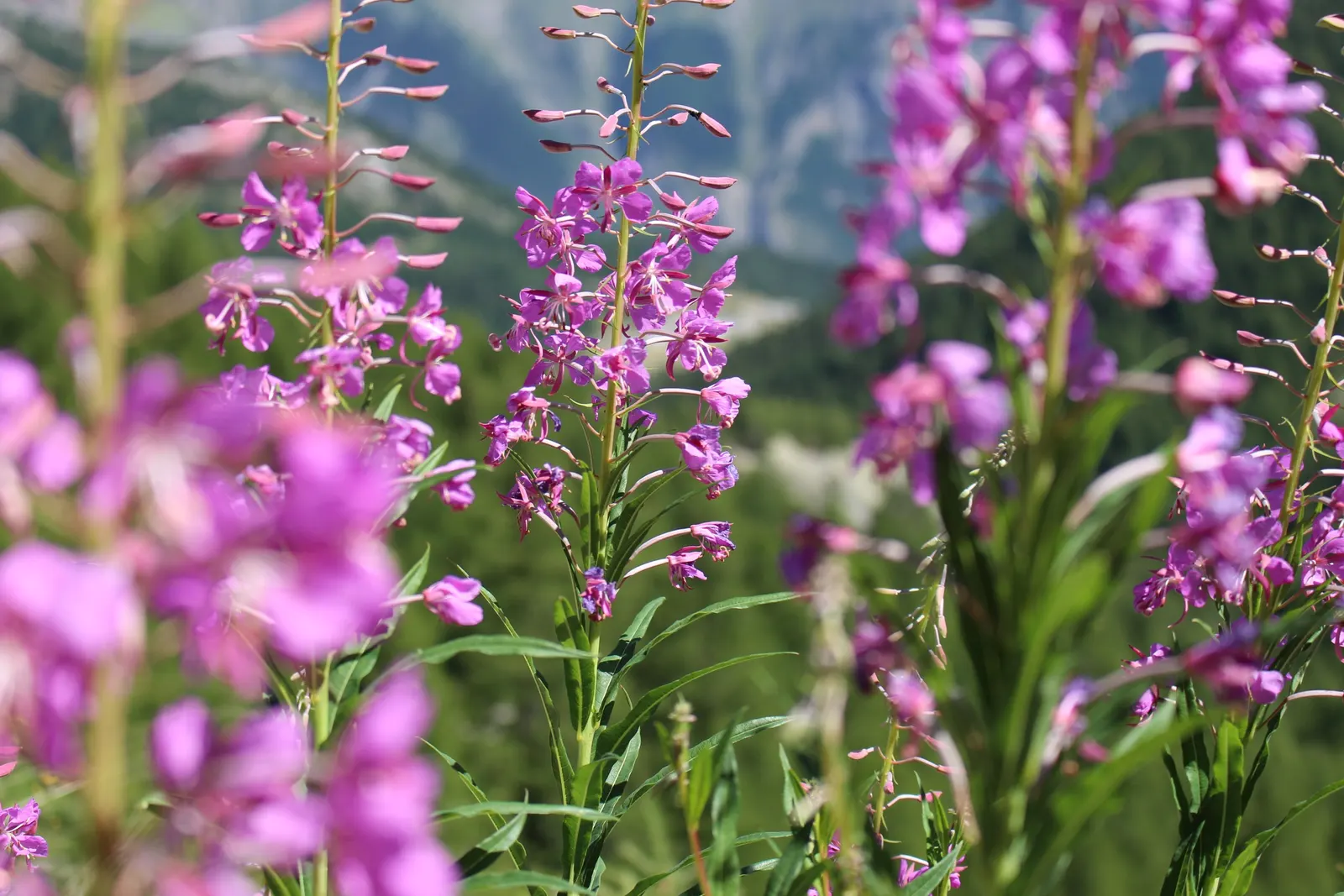 Meadow Lupine (Lupinus Polyphyllus) — Thriving in USDA zones 3-9, it reaches 3-4 feet high and 18-24 inches wide; this plant does require adequate space to