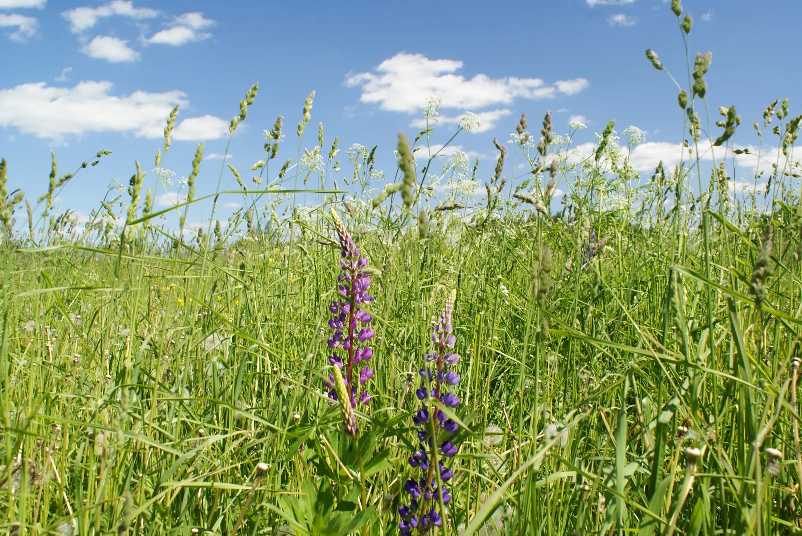 Meadow Lupine (Lupinus Polyphyllus) — annual with blue and lavender and pink and purple blooms; this plant does require adequate space to flourish, image 83