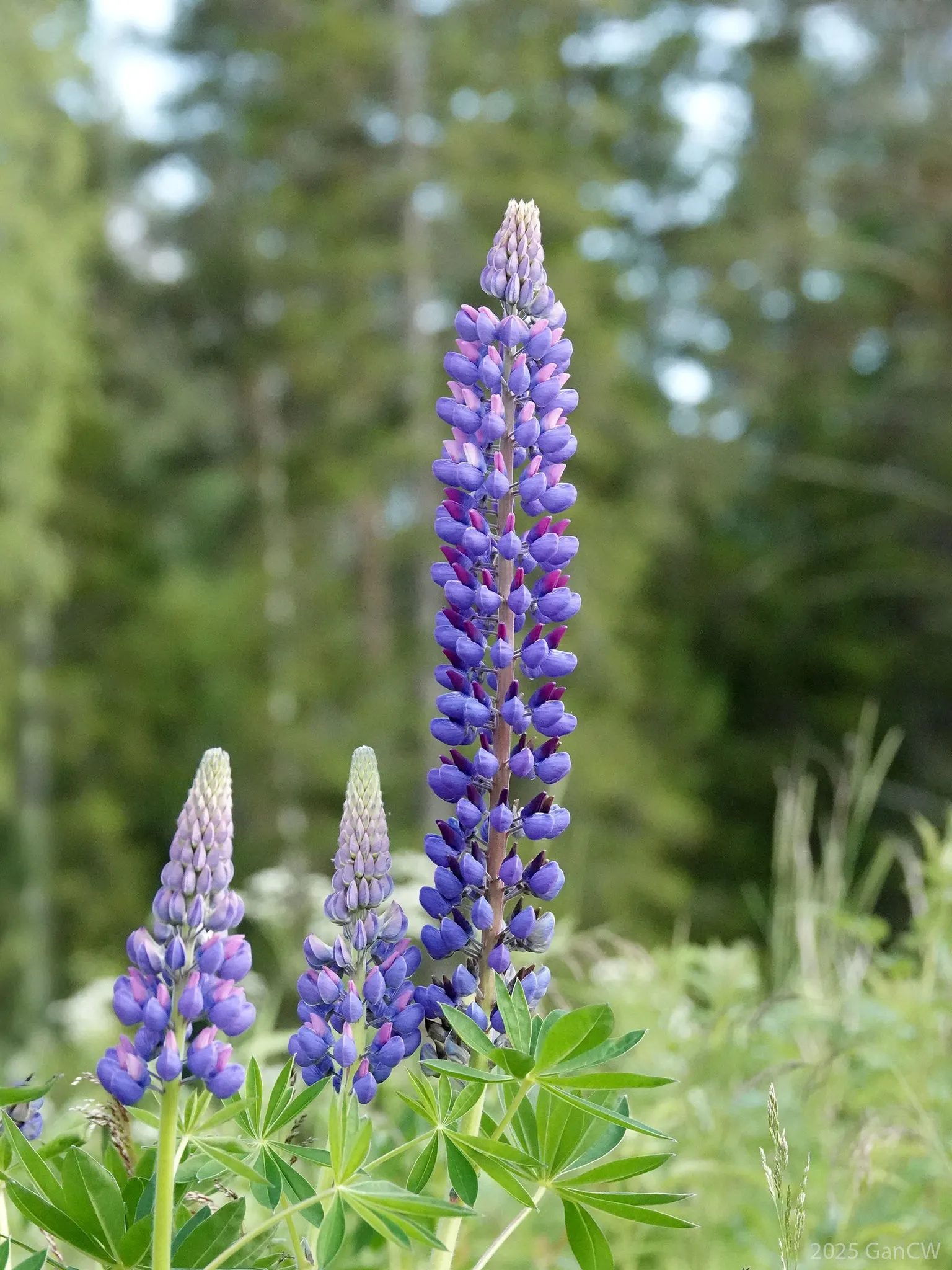 Meadow Lupine (Lupinus Polyphyllus) — blue and lavender and pink and purple flowers in the garden; with a spread of approximately 1 to 2 feet, image 82