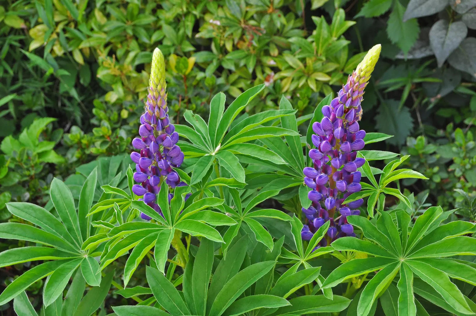 Meadow Lupine (Lupinus Polyphyllus) — Whether employed as a mass planting for a bold statement or dotted in clusters for moments of interest