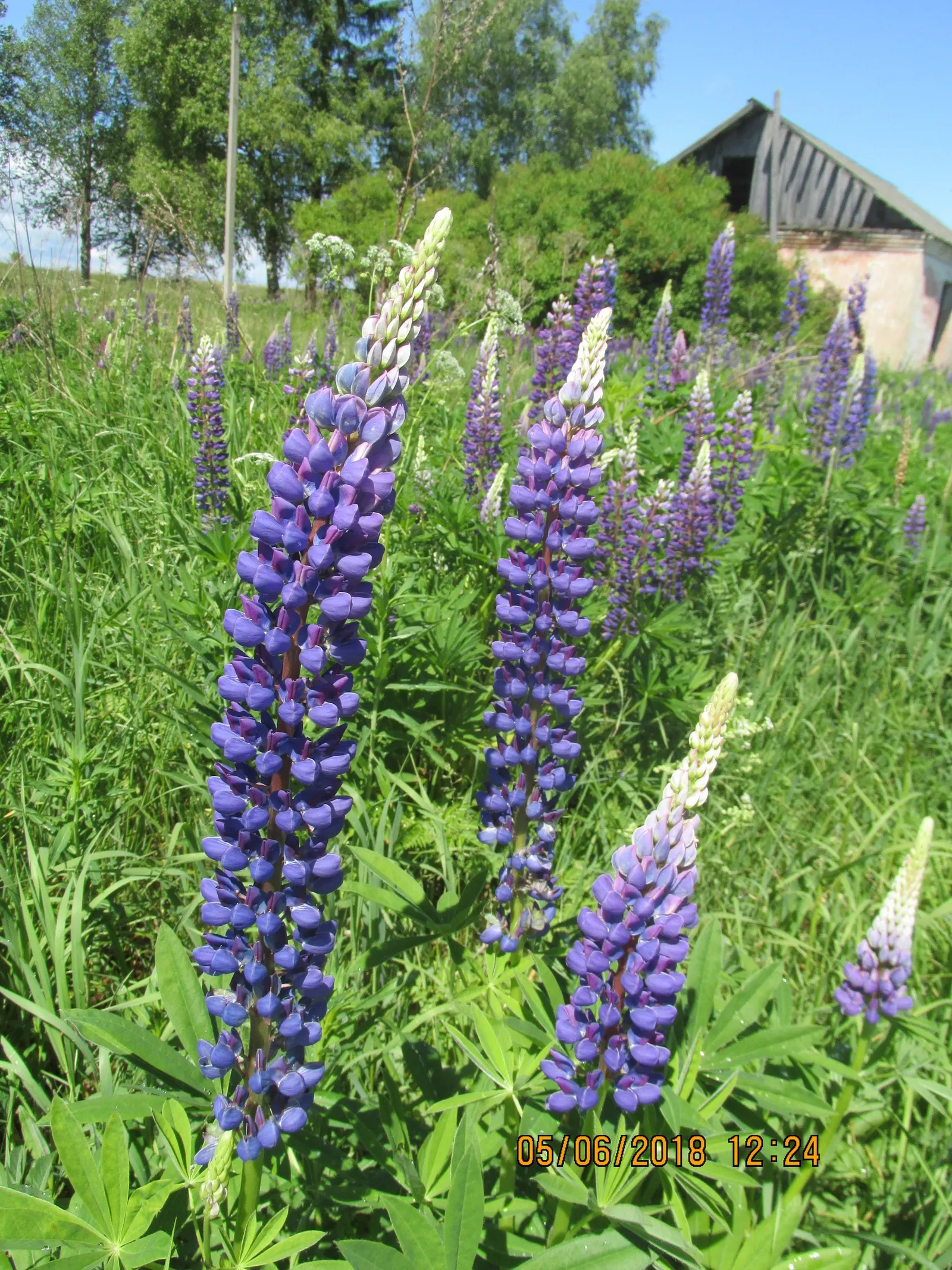 Meadow Lupine (Lupinus Polyphyllus) — Lupinus polyphyllus does best in well-drained soils; the Meadow Lupine is a splendid addition that promises, image 100