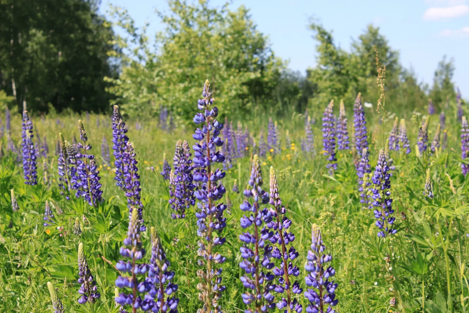 Meadow Lupine (Lupinus Polyphyllus) — annual for full; the Meadow Lupine is a splendid addition that promises to captivate the eye and benefit the, image 84