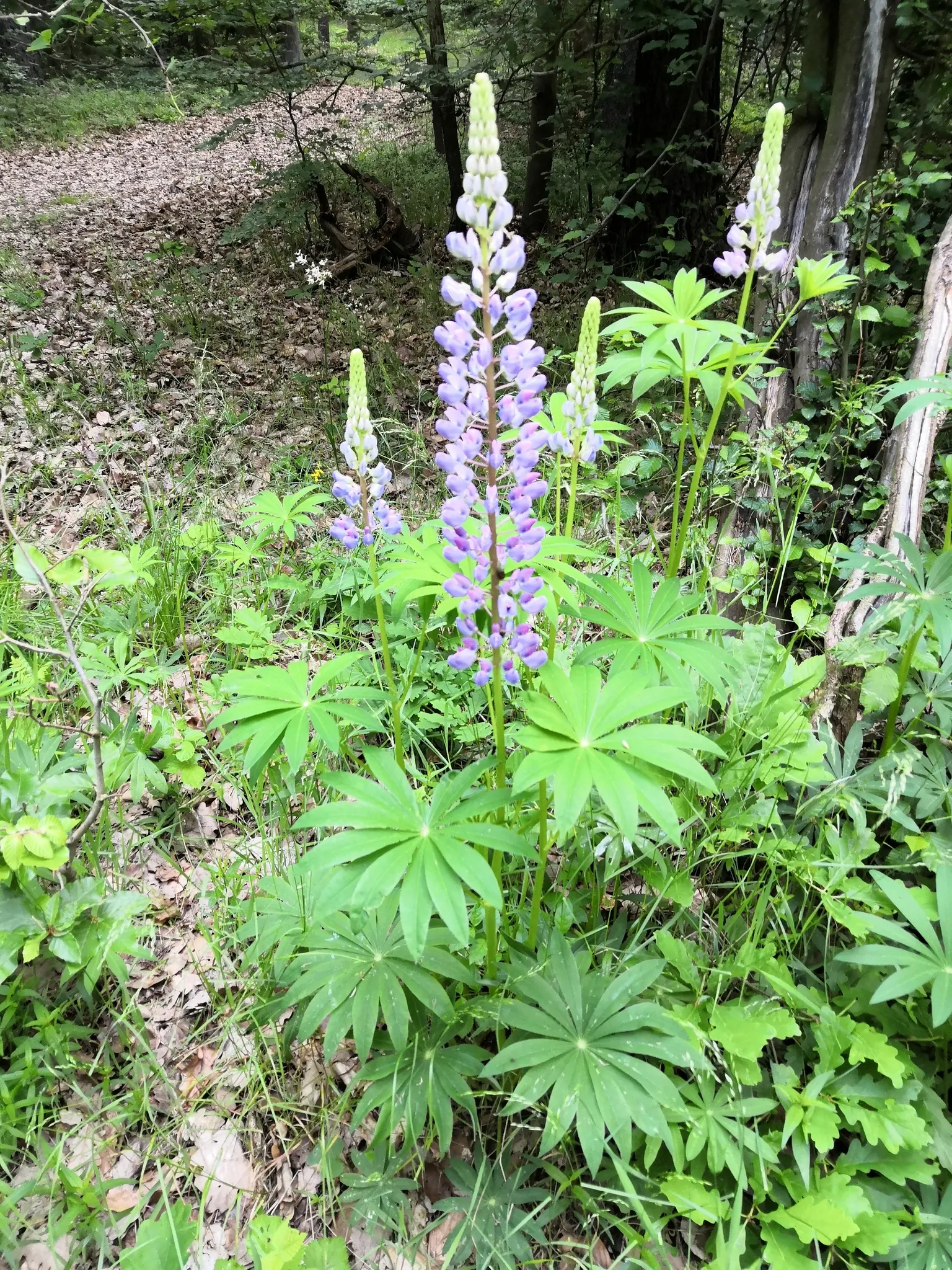 Meadow Lupine (Lupinus Polyphyllus) — When composing garden spaces; this sun-loving legume prefers well-drained soil, enhances nitrogen levels, and, image 77
