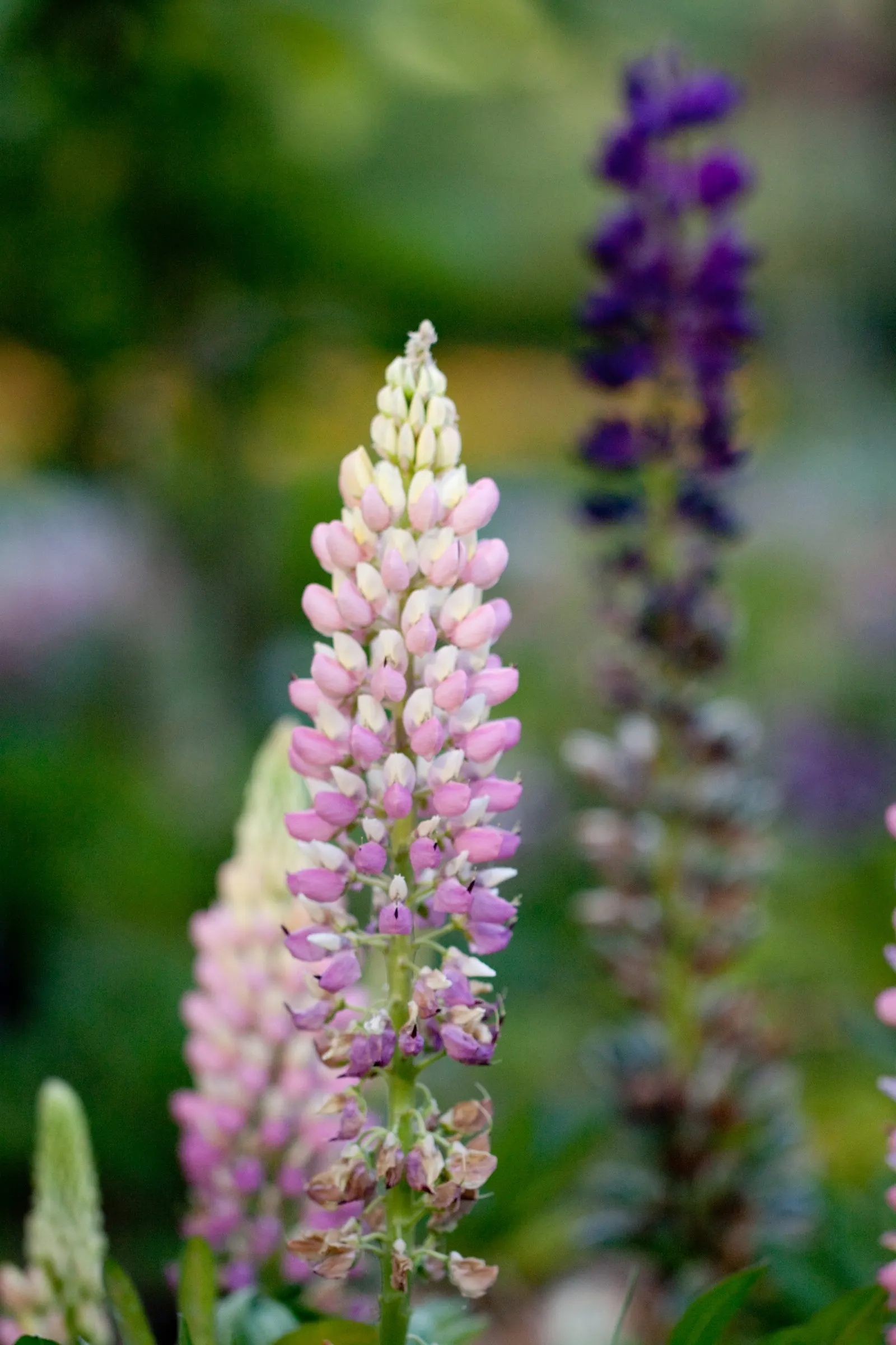 Meadow Lupine (Lupinus Polyphyllus) — Plant in clusters for a stunning spring display; this sun-loving legume prefers well-drained soil, enhances, image 145