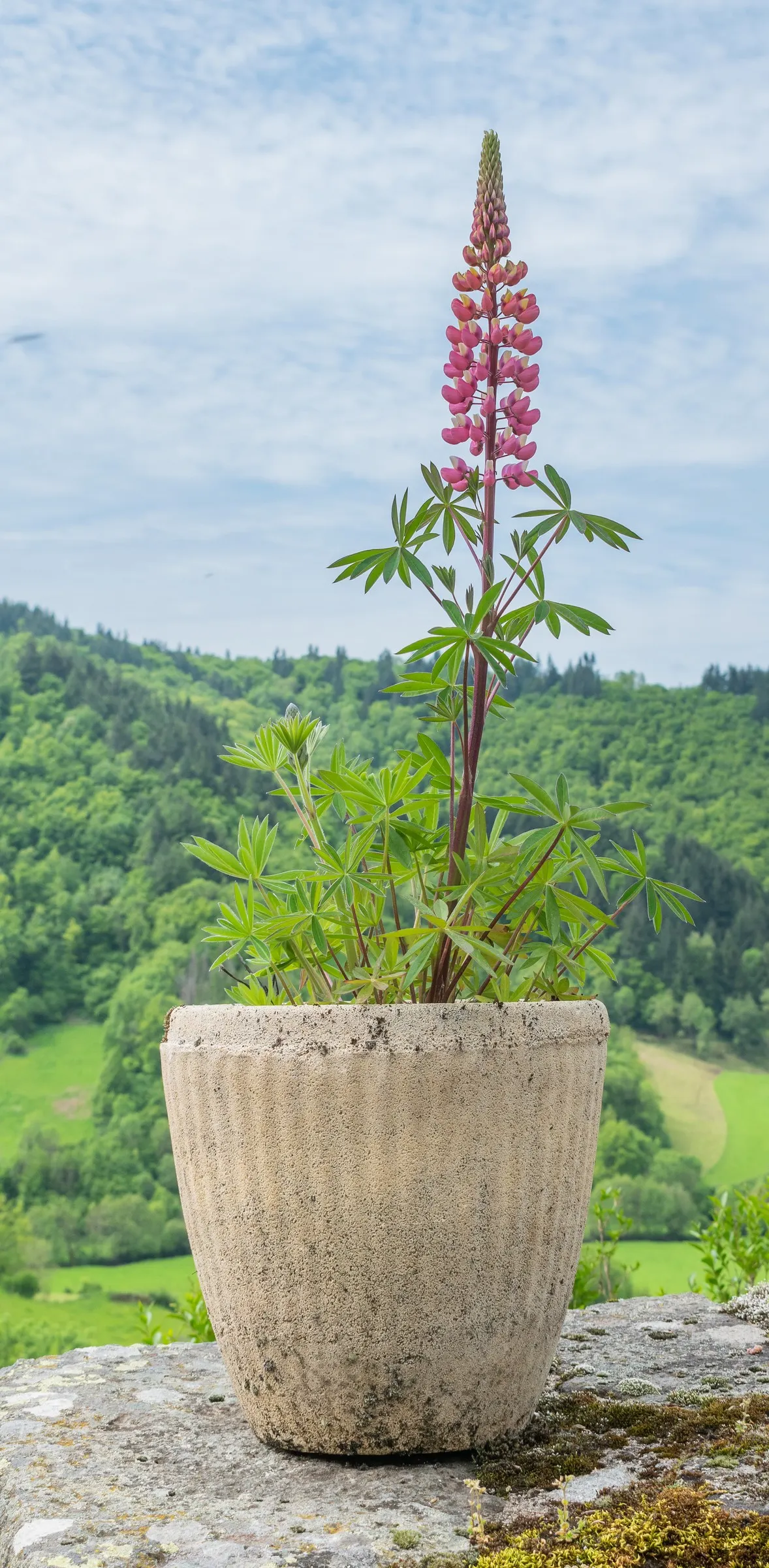 Meadow Lupine (Lupinus Polyphyllus) — Whether employed as a mass planting for a bold statement or dotted in clusters for moments of interest; the, image 164