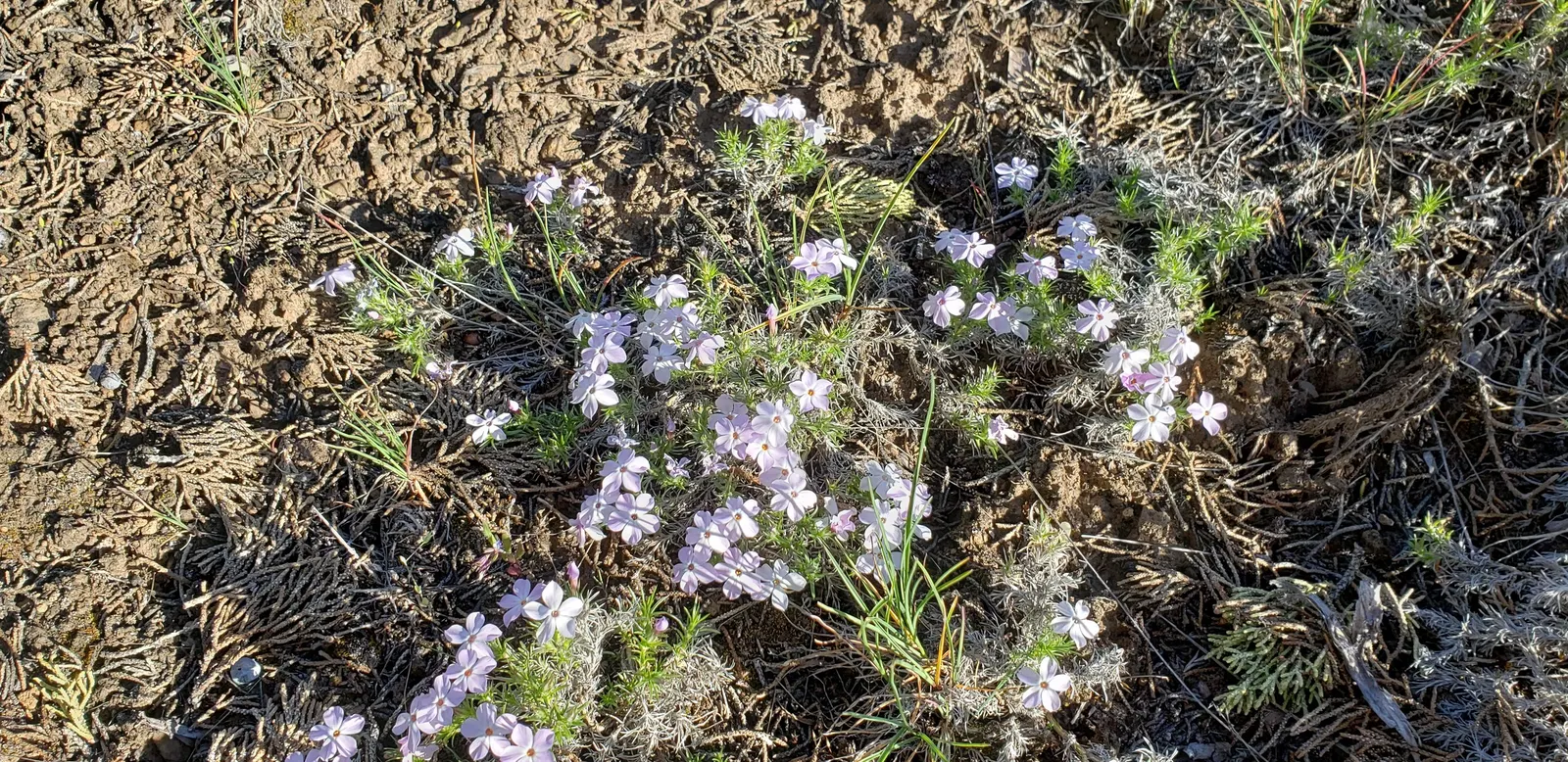 Meadow Lupine (Lupinus Polyphyllus) — The floral hues range from deep blues and purples to pinks and whites; this plant does require adequate space, image 71