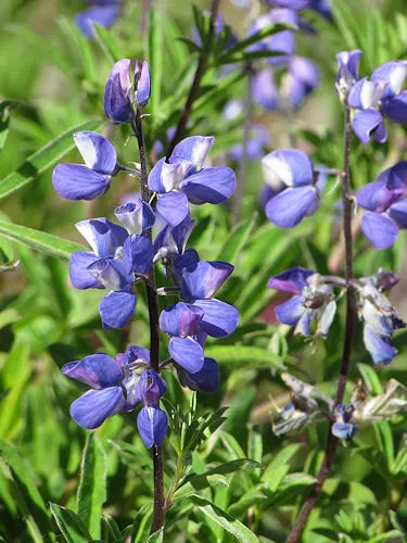 Meadow Lupine (Lupinus Polyphyllus) — with a spread of approximately 1 to 2 feet; this plant does require adequate space to flourish due to its bushy habit
