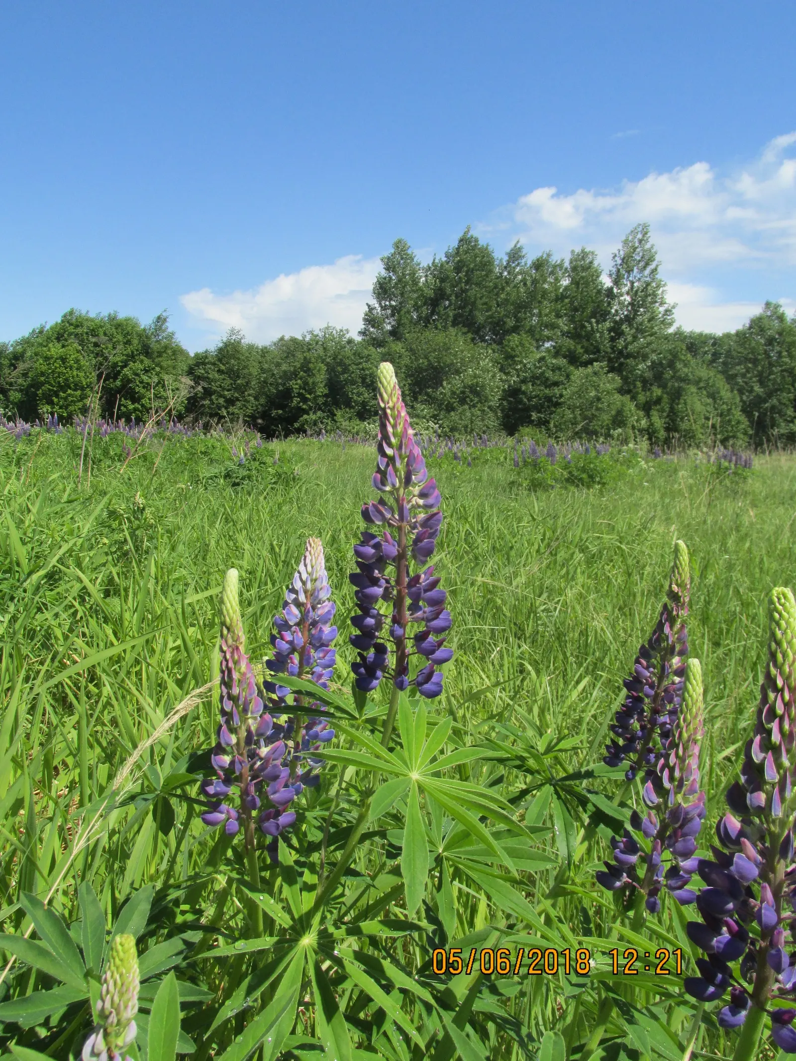Meadow Lupine (Lupinus Polyphyllus) — Meadow Lupine (Lupinus polyphyllus); this plant does require adequate space to flourish due to its bushy habit