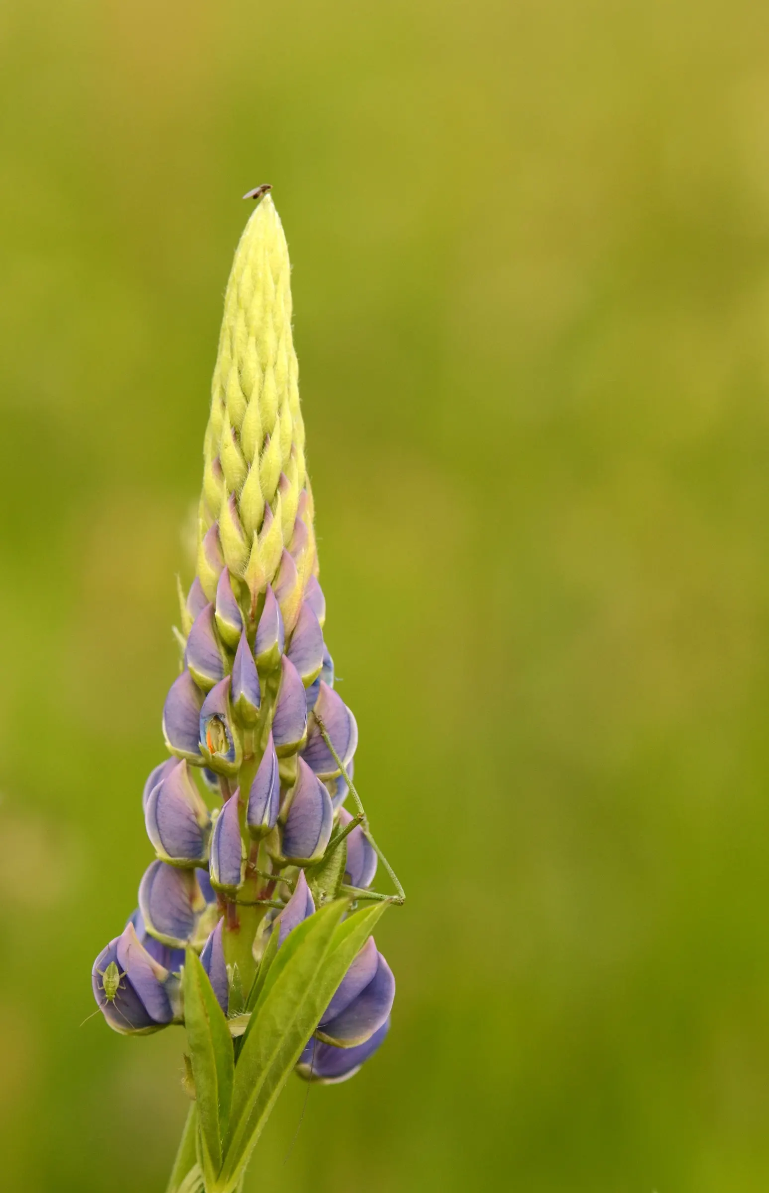 Meadow Lupine (Lupinus Polyphyllus) — When composing garden spaces; this sun-loving legume prefers well-drained soil, enhances nitrogen levels, and, image 161