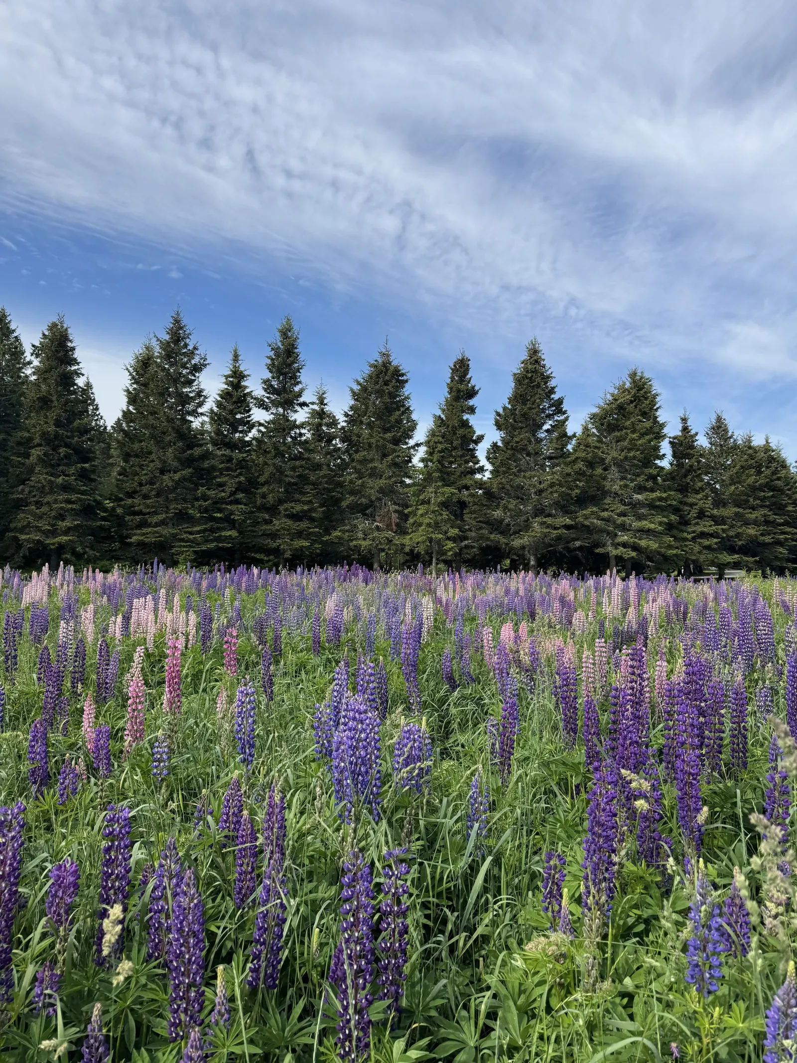 Meadow Lupine (Lupinus Polyphyllus) — Standing proud at around 3 to 5 feet in height; with a spread of approximately 1 to 2 feet, image 150
