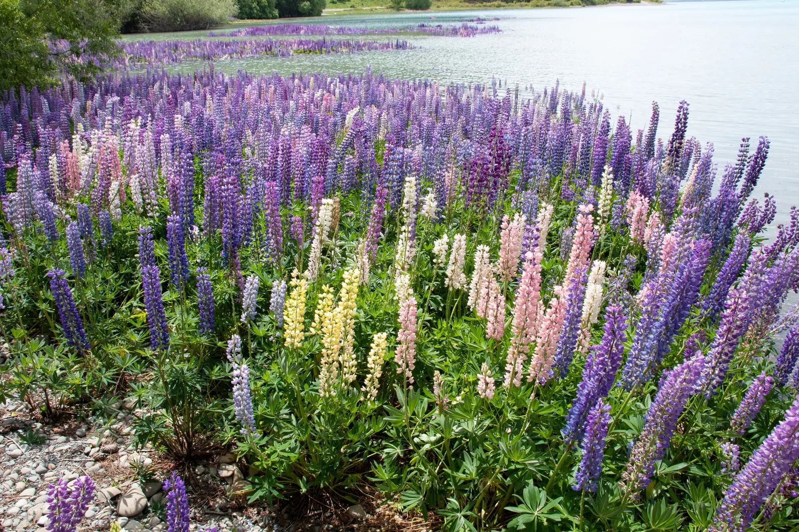 Meadow Lupine (Lupinus Polyphyllus) — Essential for a naturalistic design element or as an accent in meadow-inspired landscapes
