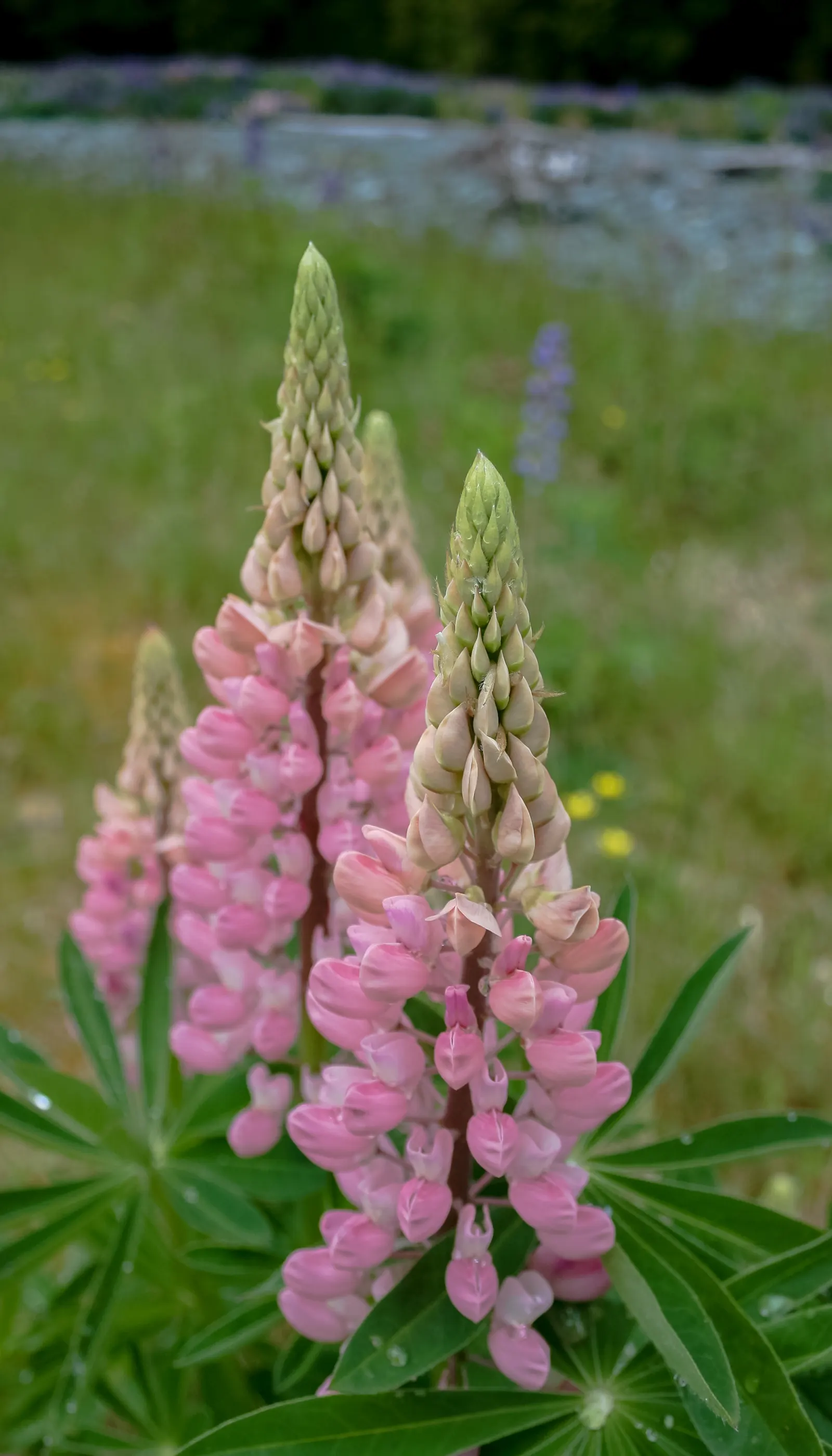 Meadow Lupine (Lupinus Polyphyllus) — Thriving in USDA zones 3-9, it reaches 3-4 feet high and 18-24 inches wide