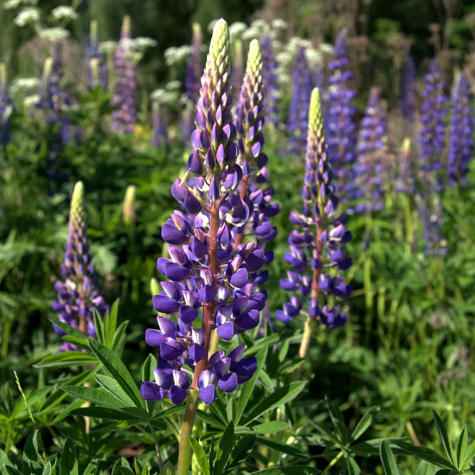Meadow Lupine (Lupinus Polyphyllus) — the Meadow Lupine is a splendid addition that promises to captivate the eye and benefit the garden environment; this
