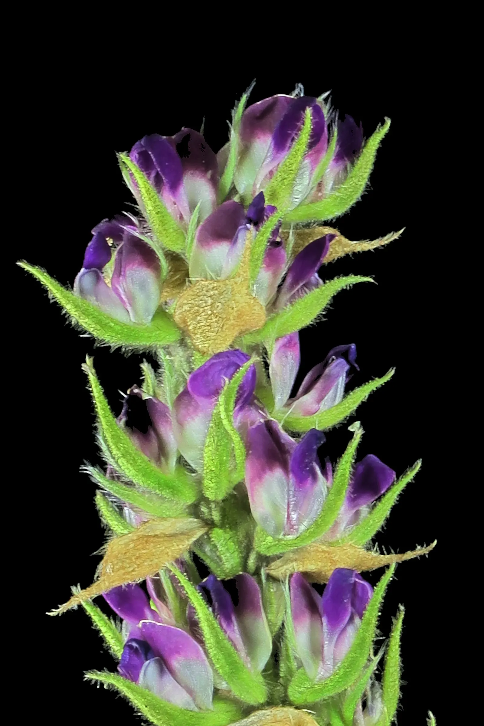 Meadow Lupine (Lupinus Polyphyllus) — adding a splash of color to any garden landscape; this sun-loving legume prefers well-drained soil, enhances, image 149
