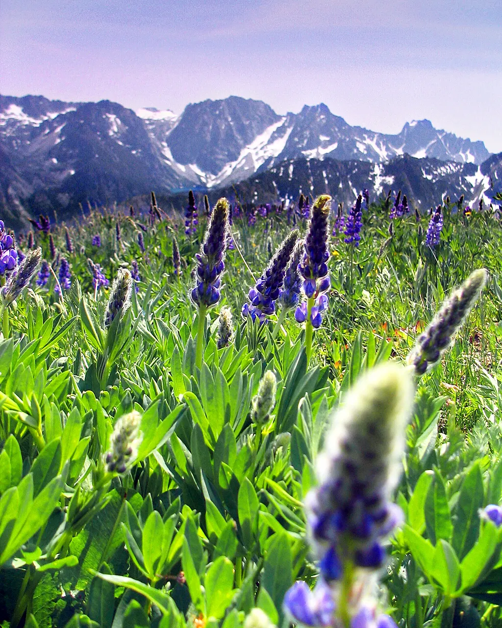 Meadow Lupine (Lupinus Polyphyllus) — and benefits from regular watering; this plant does require adequate space to flourish due to its bushy habit, image 159