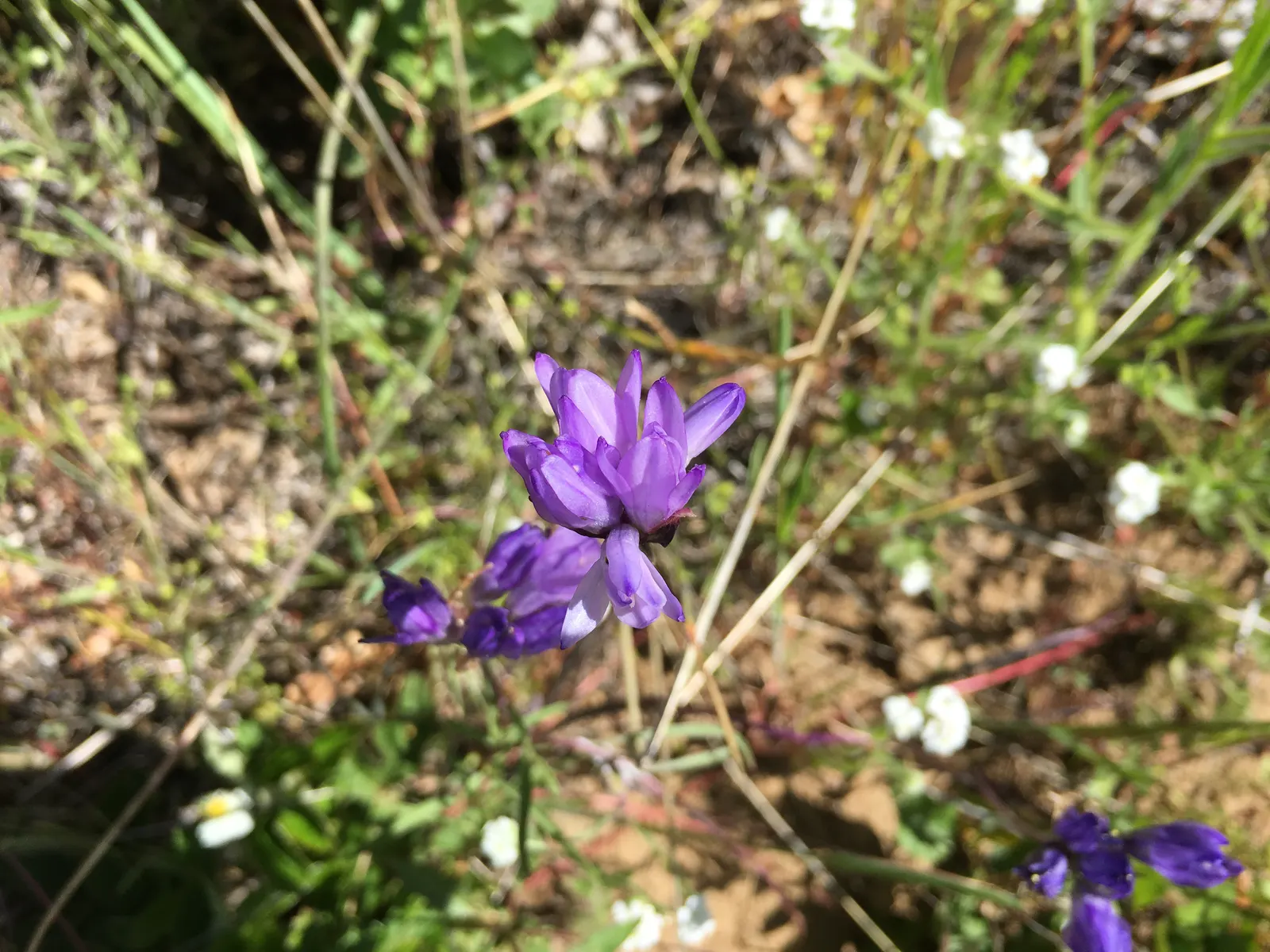 Meadow Lupine (Lupinus Polyphyllus) — and benefits from regular watering; this plant does require adequate space to flourish due to its bushy habit, image 103