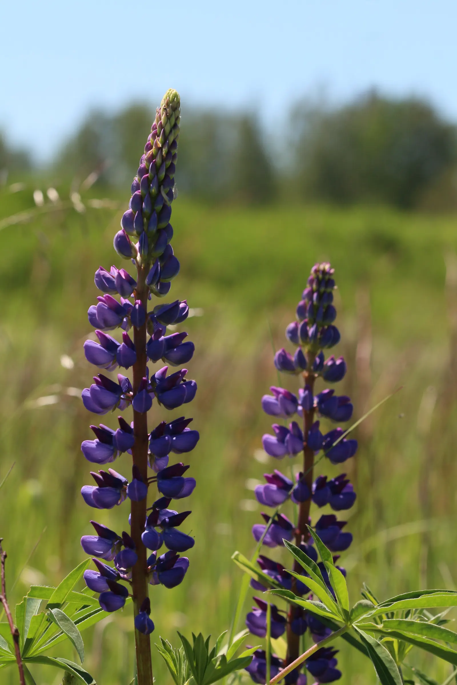 Meadow Lupine (Lupinus Polyphyllus) — preferring slightly acidic to neutral pH levels; this sun-loving legume prefers well-drained soil, enhances, image 185