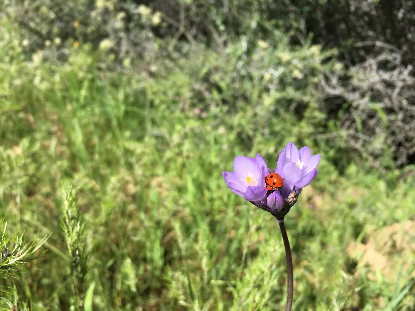 Meadow Lupine (Lupinus Polyphyllus) — Meadow Lupine is often lauded for its ability to fix nitrogen in the soil