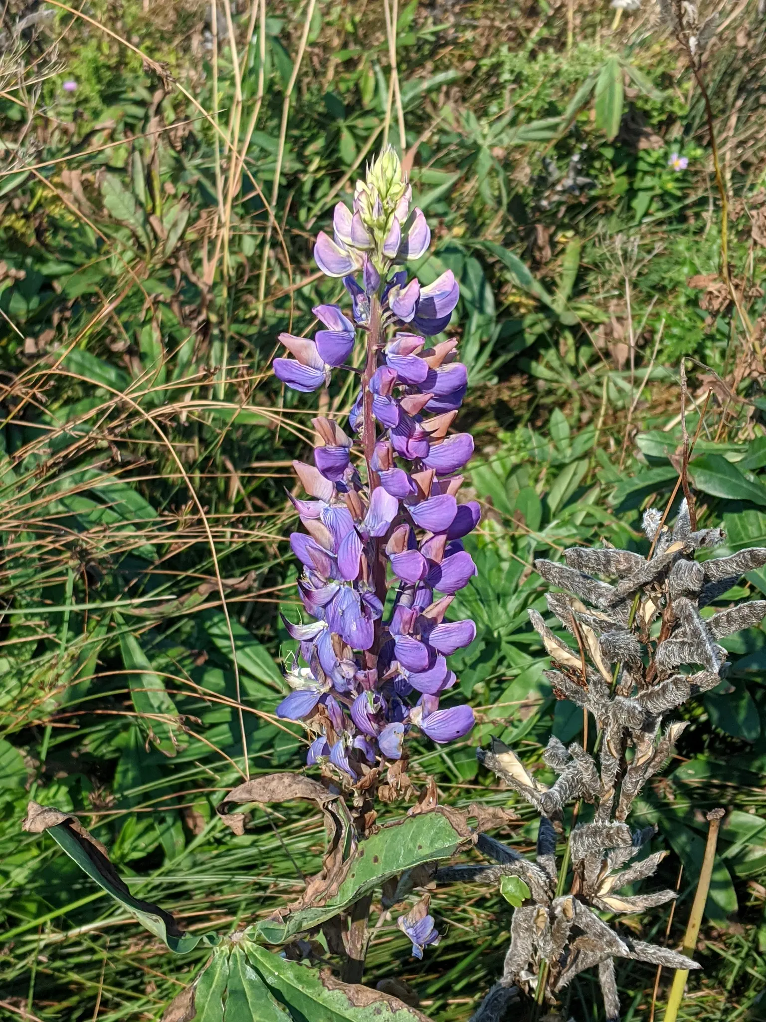 Meadow Lupine (Lupinus Polyphyllus) — This sun-loving legume prefers well-drained soil, enhances nitrogen levels, and attracts pollinators; the, image 60