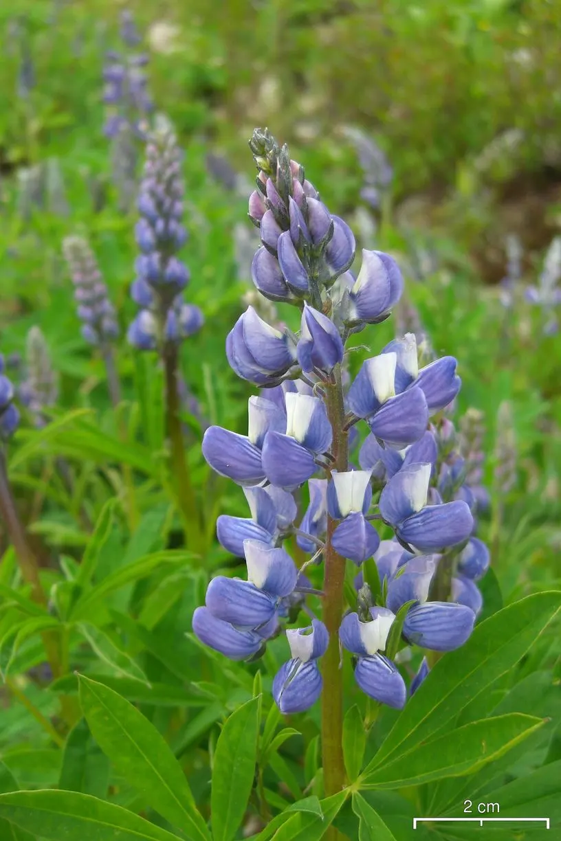 Meadow Lupine (Lupinus Polyphyllus) — Plant in clusters for a stunning spring display