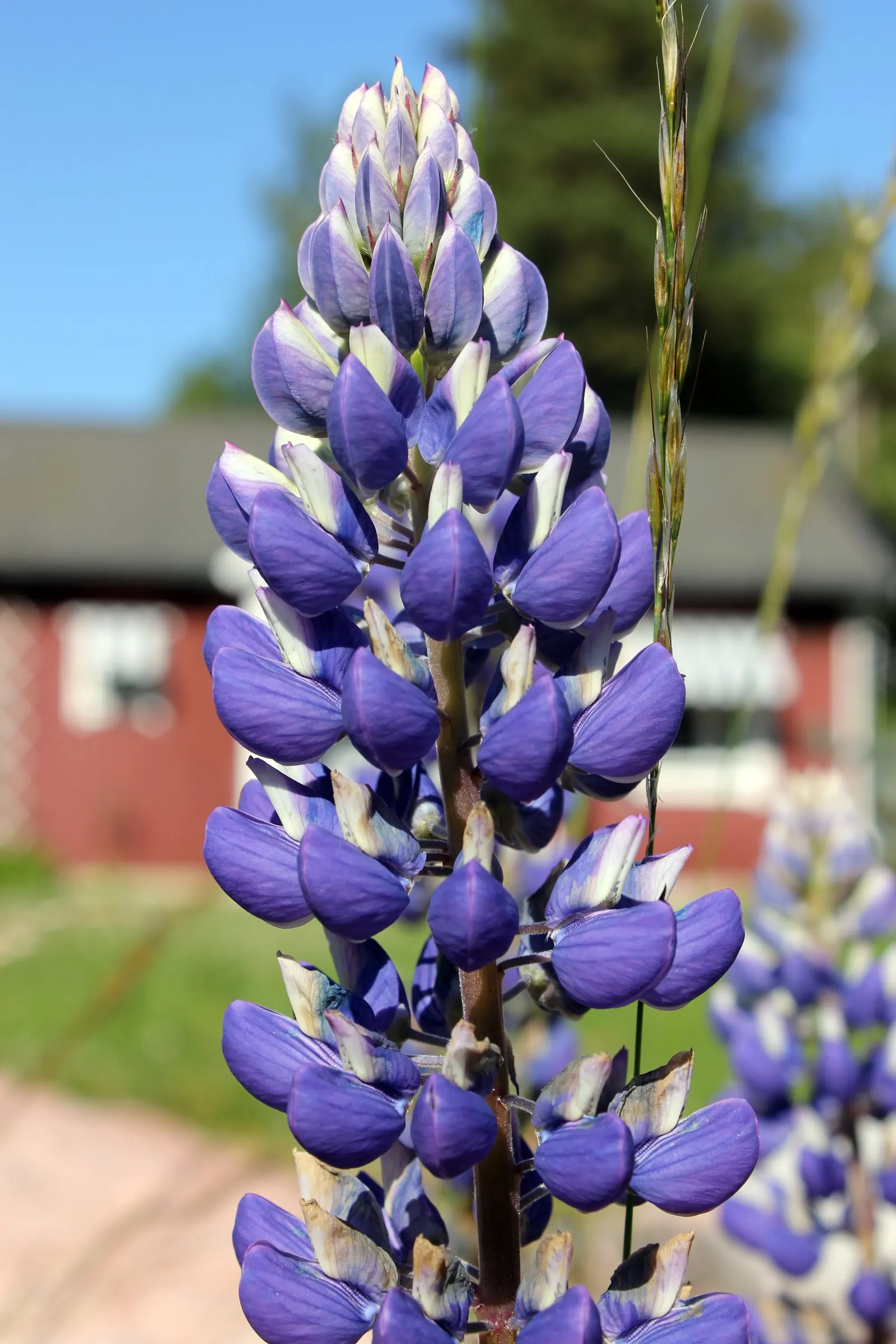 Meadow Lupine (Lupinus Polyphyllus) — Standing proud at around 3 to 5 feet in height; with a spread of approximately 1 to 2 feet, image 122