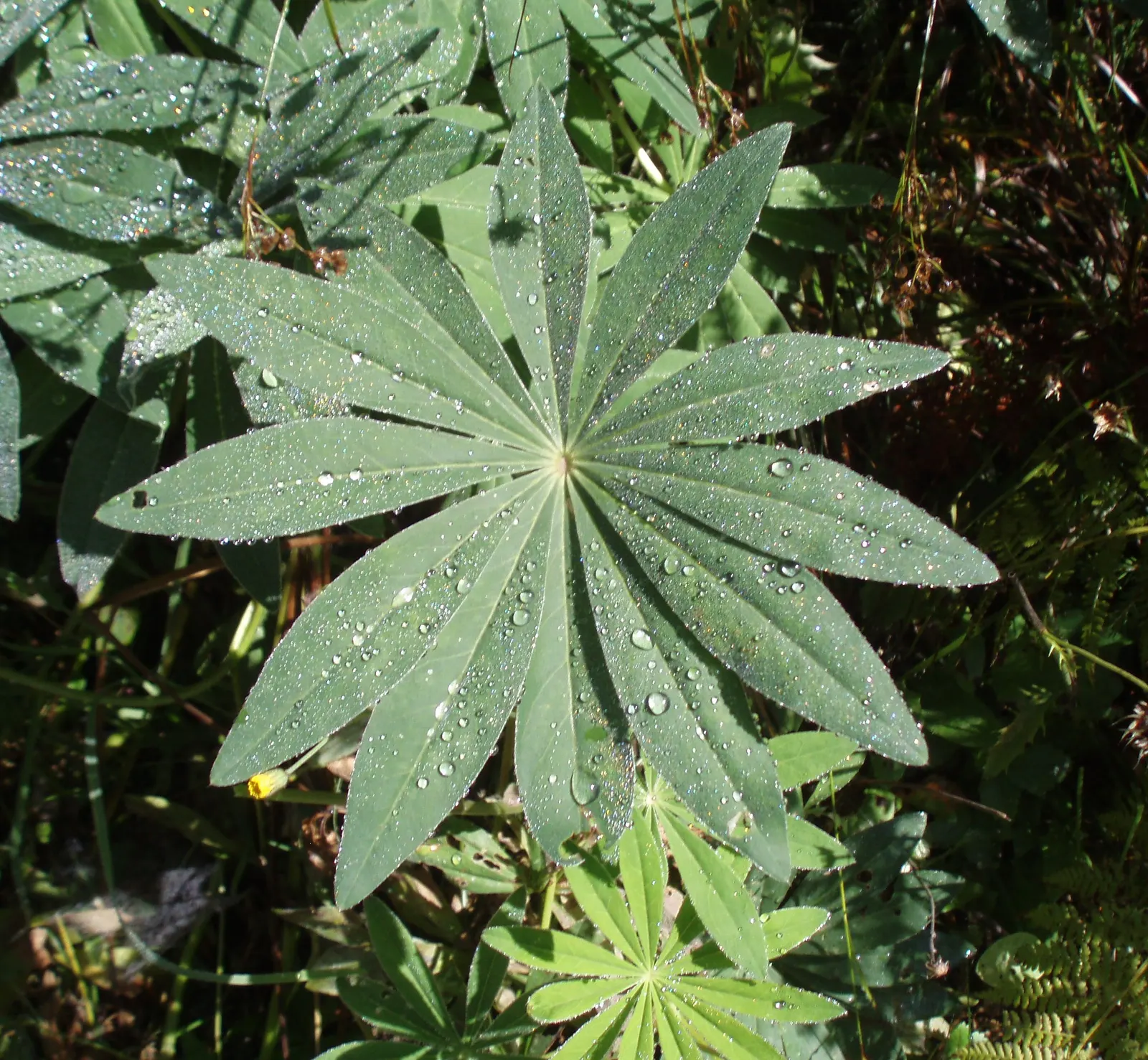 Meadow Lupine (Lupinus Polyphyllus) — Essential for a naturalistic design element or as an accent in meadow-inspired landscapes; with a spread of, image 174
