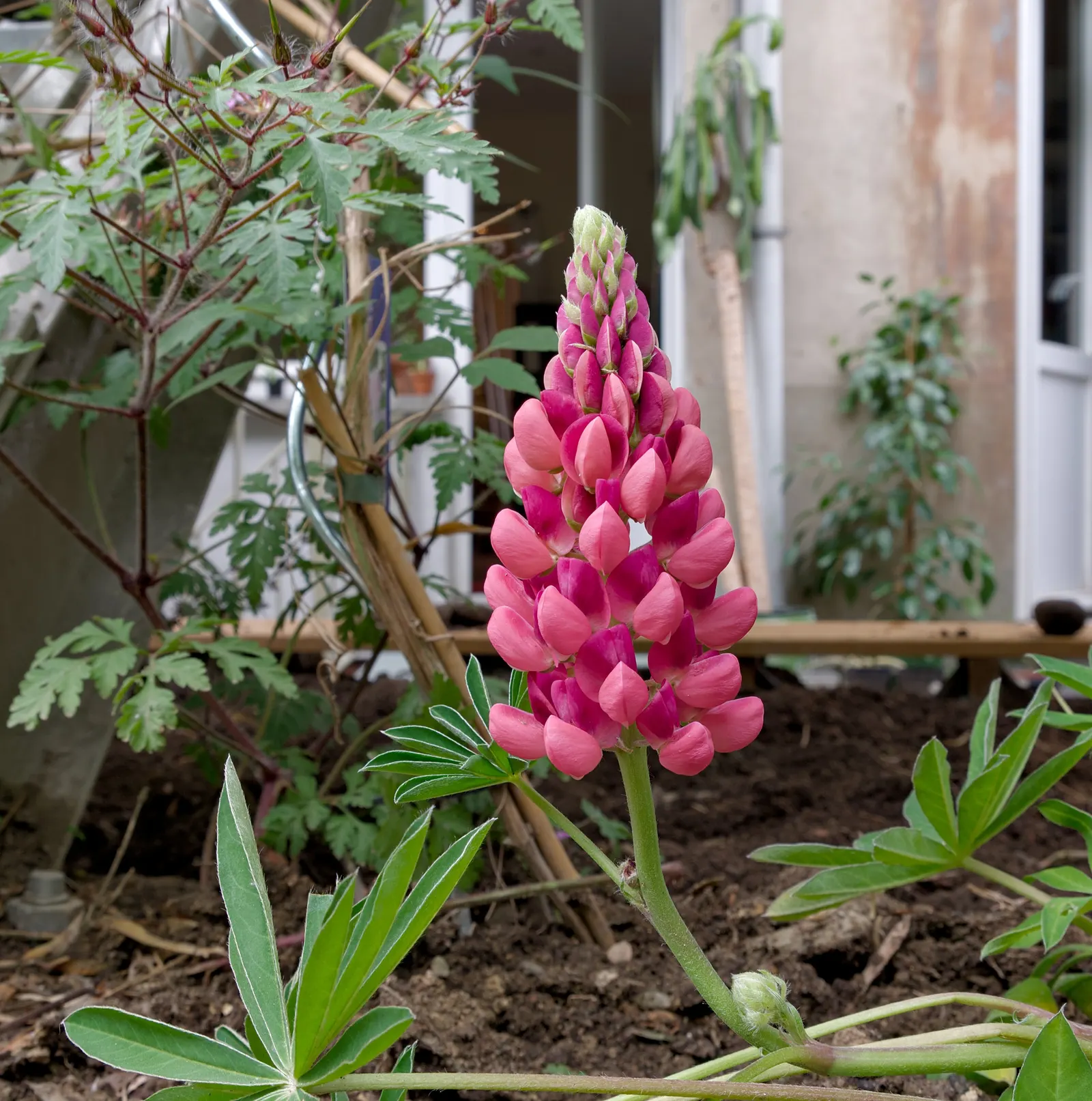 Meadow Lupine (Lupinus Polyphyllus) — is a standout with its vibrant spires of pea-like flowers; the Meadow Lupine is a splendid addition that promises to
