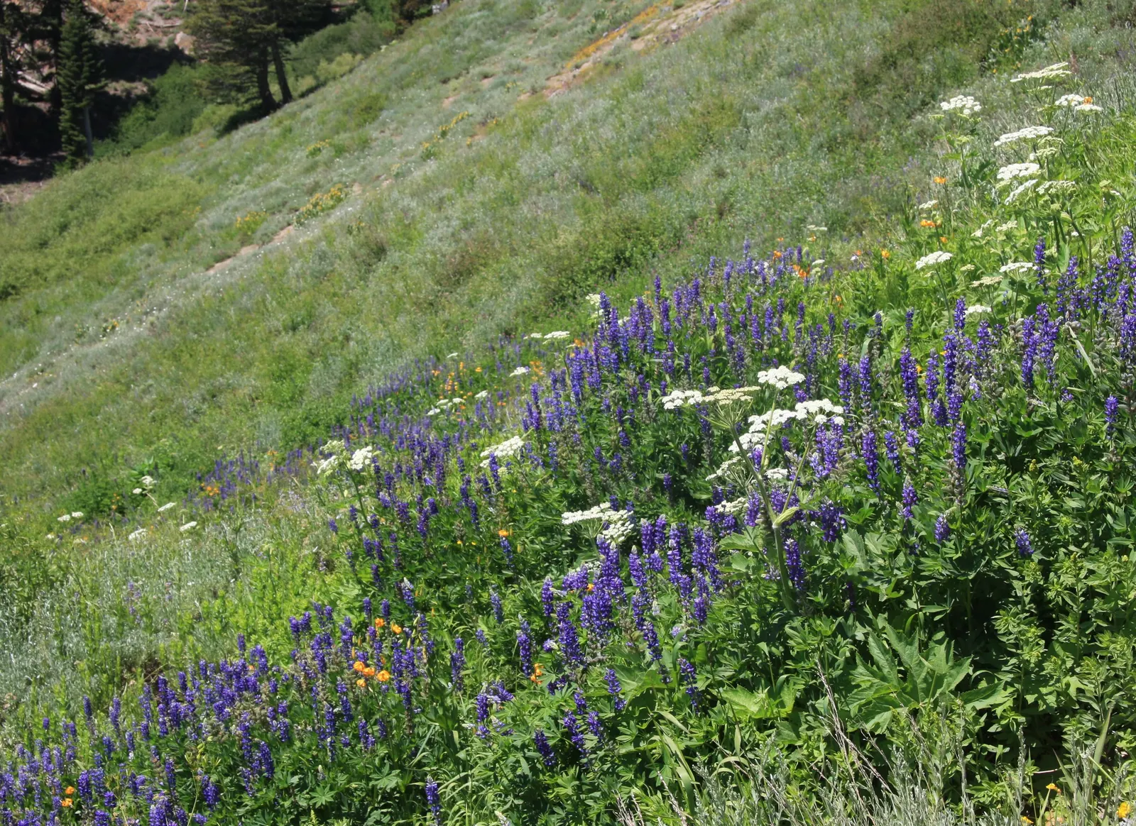 Meadow Lupine (Lupinus Polyphyllus) — adding a splash of color to any garden landscape; this sun-loving legume prefers well-drained soil, enhances, image 93