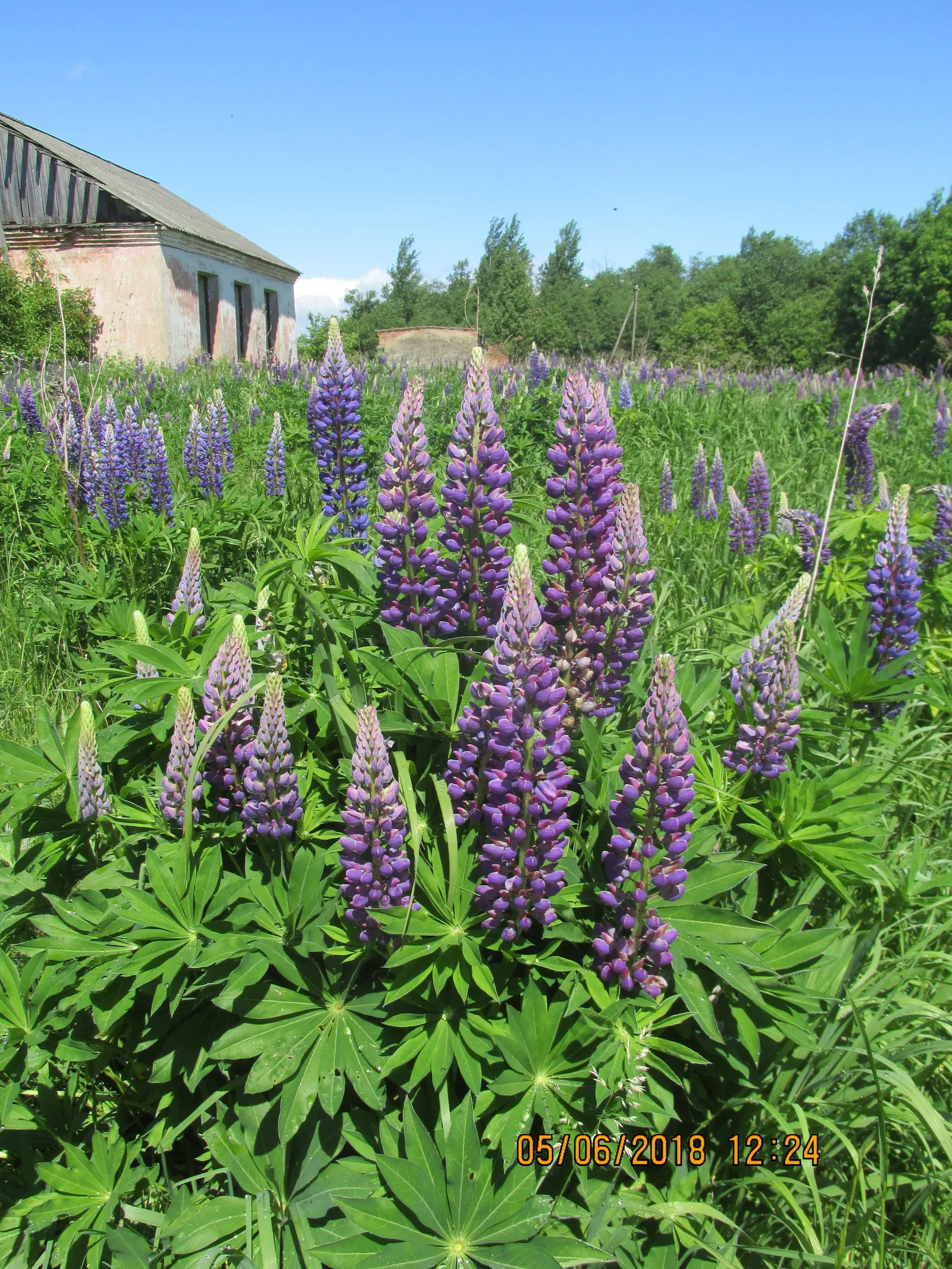 Meadow Lupine (Lupinus Polyphyllus) — Meadow Lupine (Lupinus polyphyllus) is a perennial wildflower; this sun-loving legume prefers well-drained, image 113