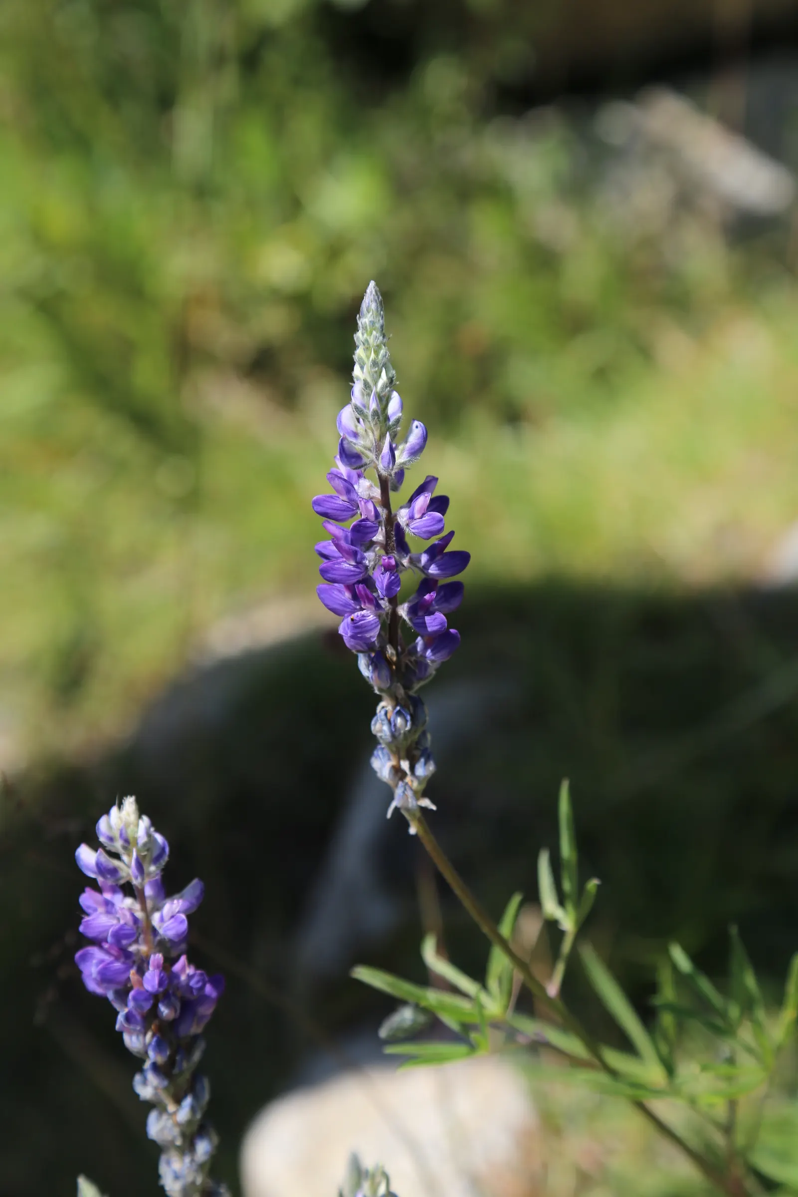 Meadow Lupine (Lupinus Polyphyllus) — particularly in dry spells; the Meadow Lupine is a splendid addition that promises to captivate the eye and, image 188