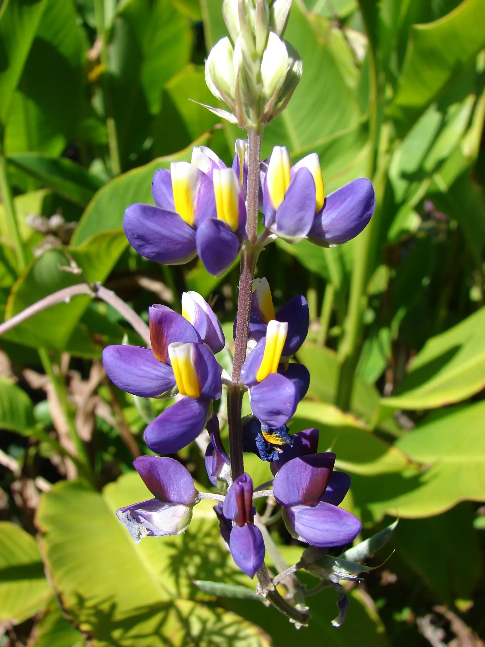 Meadow Lupine (Lupinus Polyphyllus) — Lupinus polyphyllus does best in well-drained soils; the Meadow Lupine is a splendid addition that promises, image 128