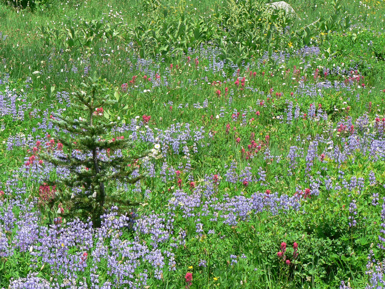 Meadow Lupine (Lupinus Polyphyllus) — with a spread of approximately 1 to 2 feet; this plant does require adequate space to flourish due to its, image 123