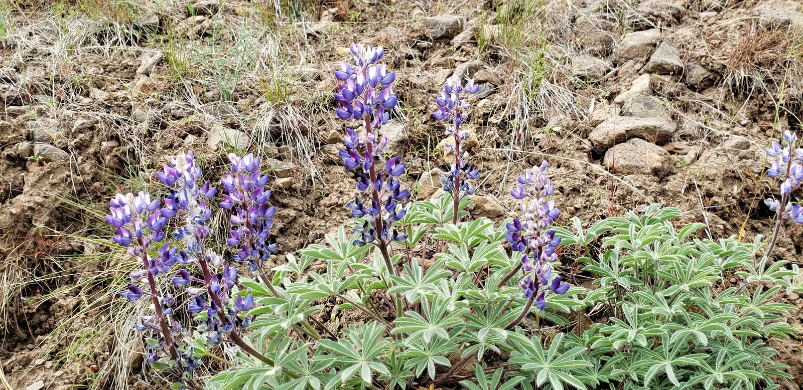 Meadow Lupine (Lupinus Polyphyllus) — annual for full; the Meadow Lupine is a splendid addition that promises to captivate the eye and benefit the, image 140