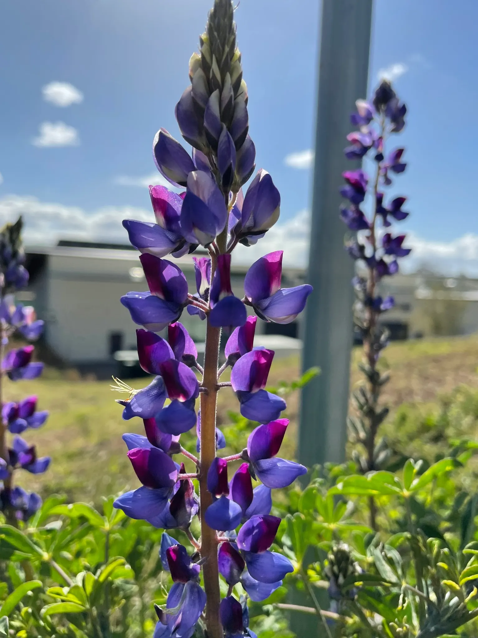 Meadow Lupine (Lupinus Polyphyllus) — This species thrives in USDA hardiness zones 3 through 9