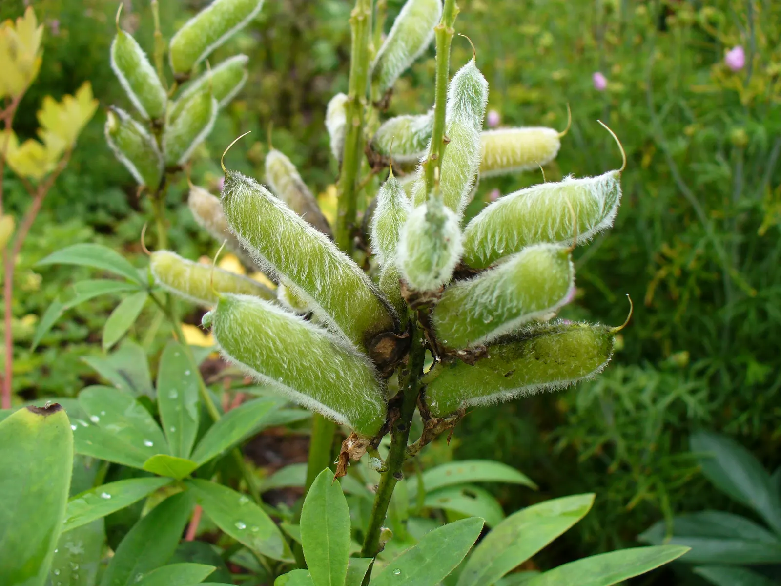 Meadow Lupine (Lupinus Polyphyllus) — showcasing tall spires of blue to purple blossoms; with a spread of approximately 1 to 2 feet, image 58