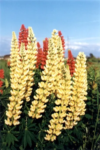 Meadow Lupine (Lupinus Polyphyllus) — Standing proud at around 3 to 5 feet in height; with a spread of approximately 1 to 2 feet