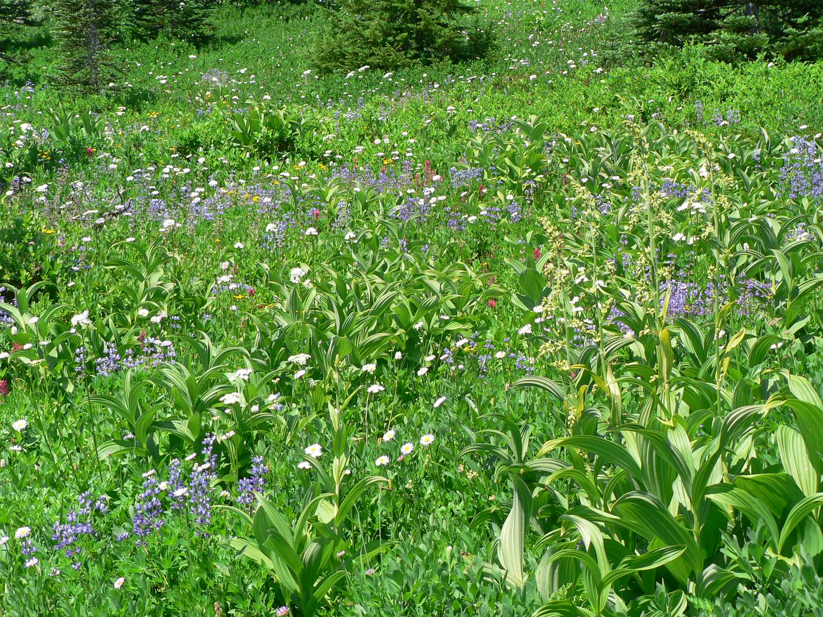Meadow Lupine (Lupinus Polyphyllus) — This sun-loving legume prefers well-drained soil, enhances nitrogen levels, and attracts pollinators; the, image 172